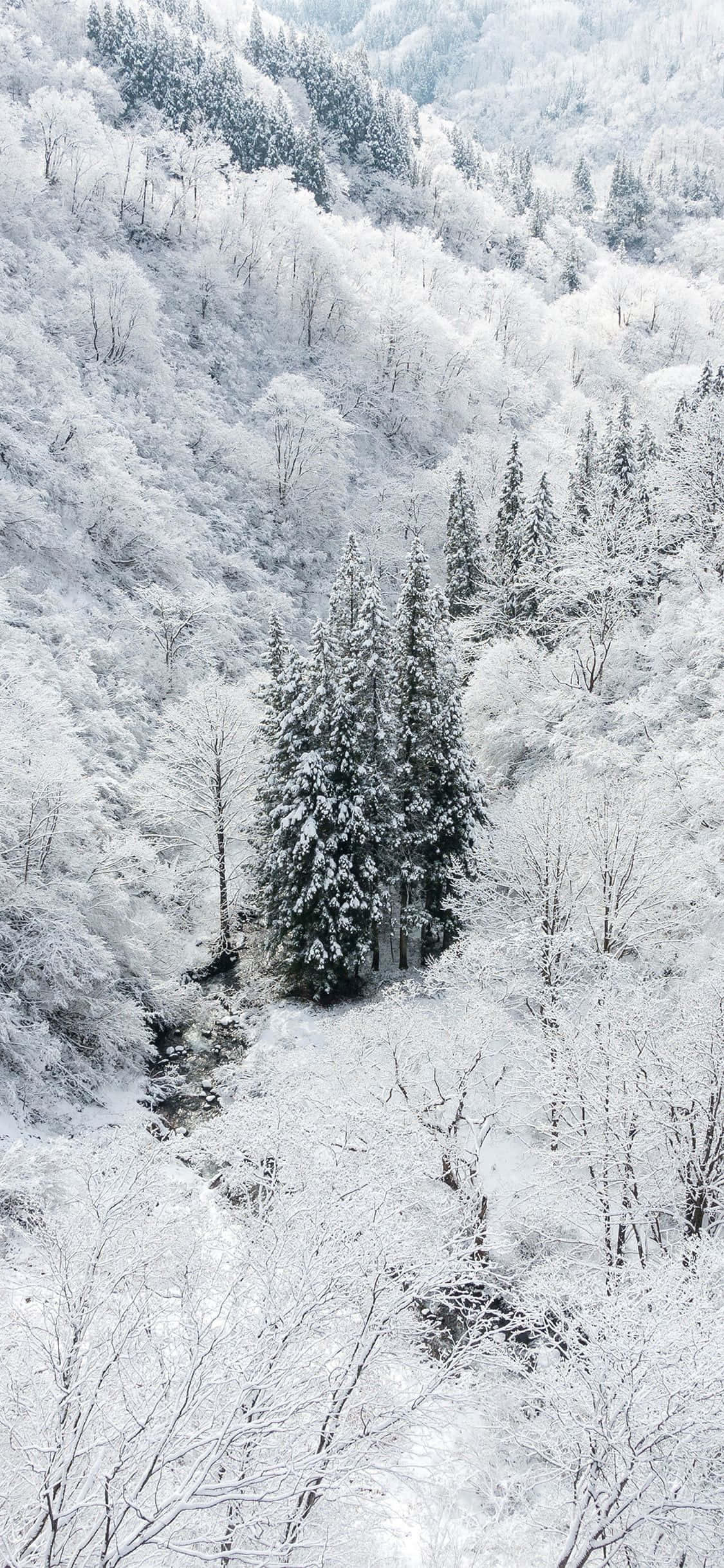 Disfruta el Invierno con Snow iPhone Fondos de pantalla