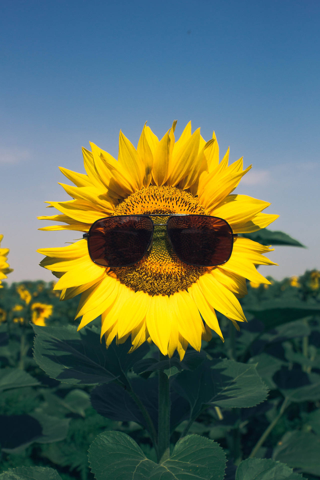 Girasol feliz y relajado usando lentes de sol en un clima soleado.