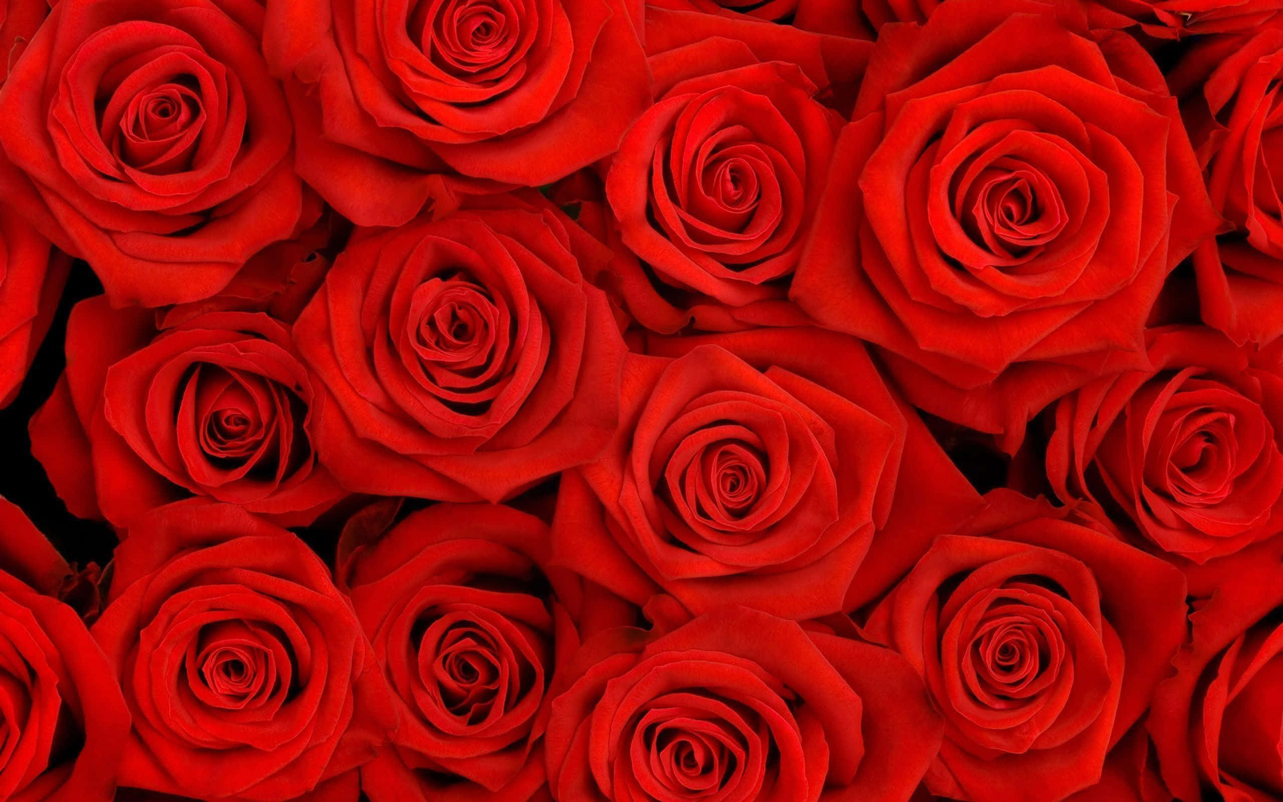 Disfruta la belleza de una estética roja. Fondos de pantalla