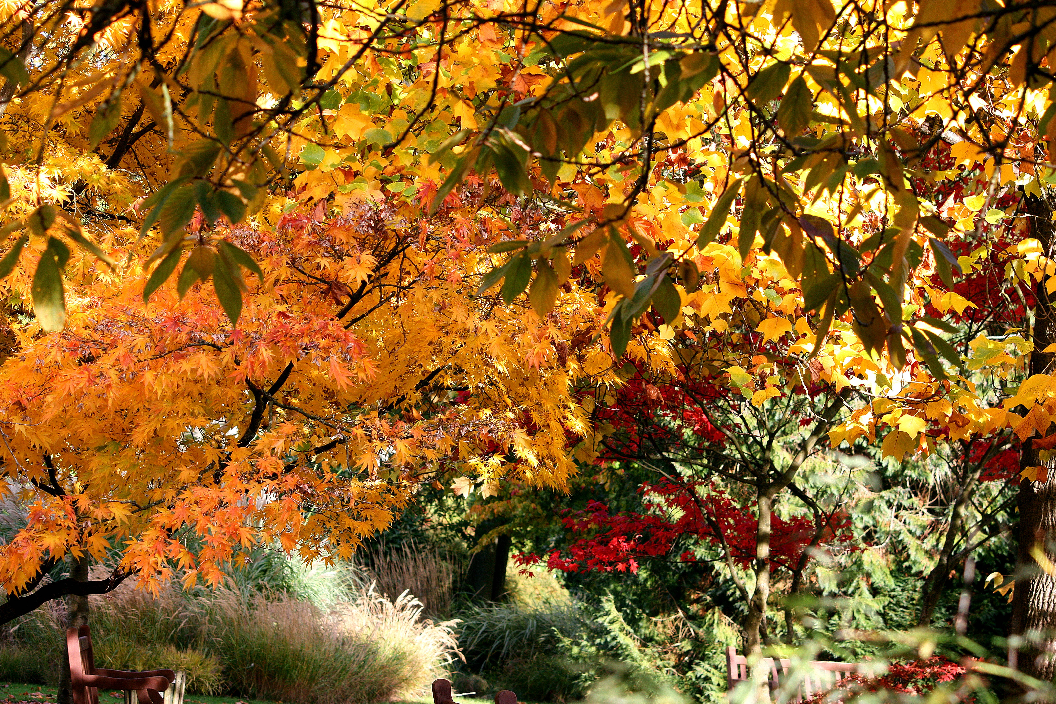Disfruta la Belleza del Otoño Fondos de pantalla