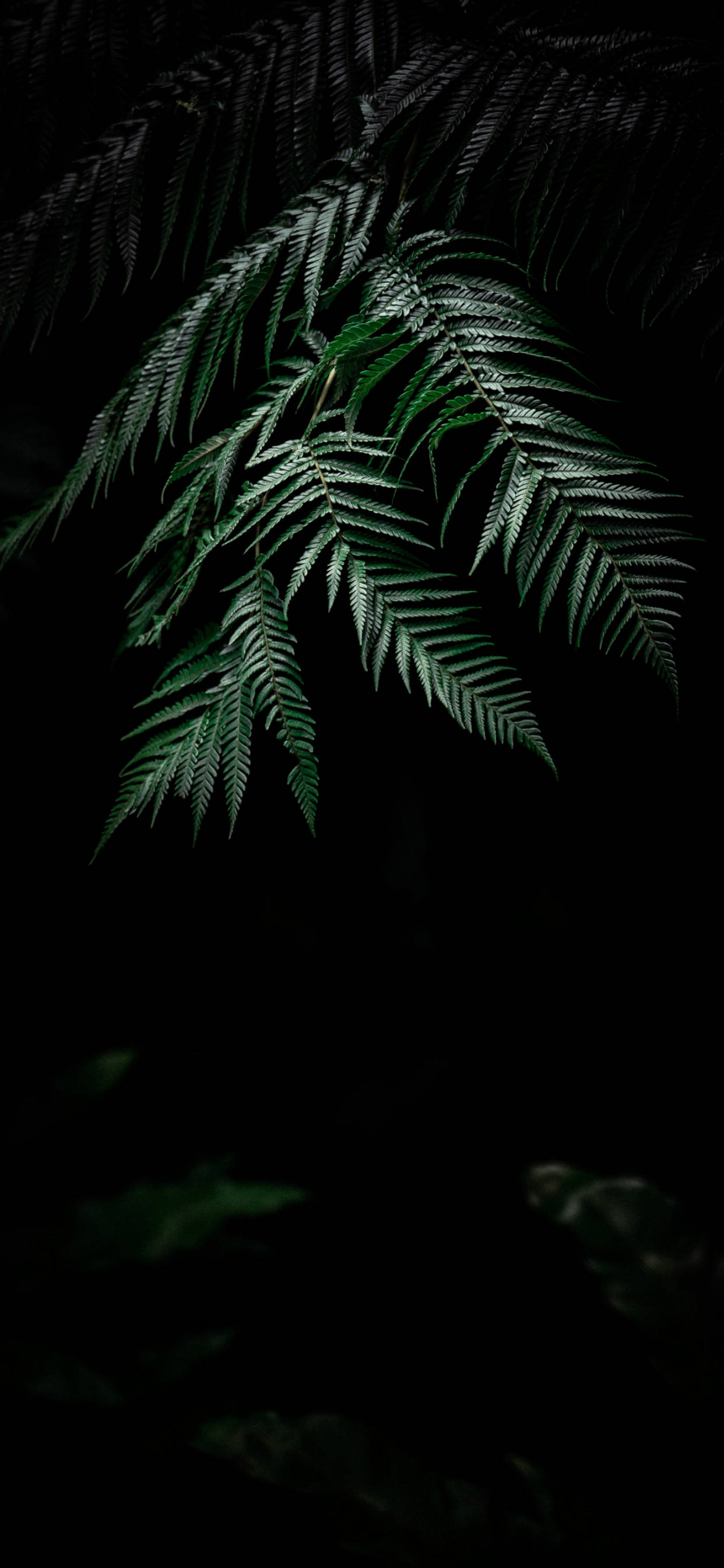 Disfruta la Belleza de la Naturaleza con un iPhone Plant Fondos de pantalla