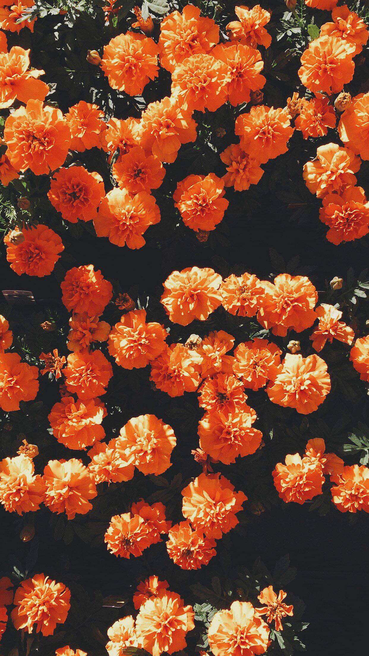 Disfruta la belleza de los naranjas vibrantes Fondos de pantalla