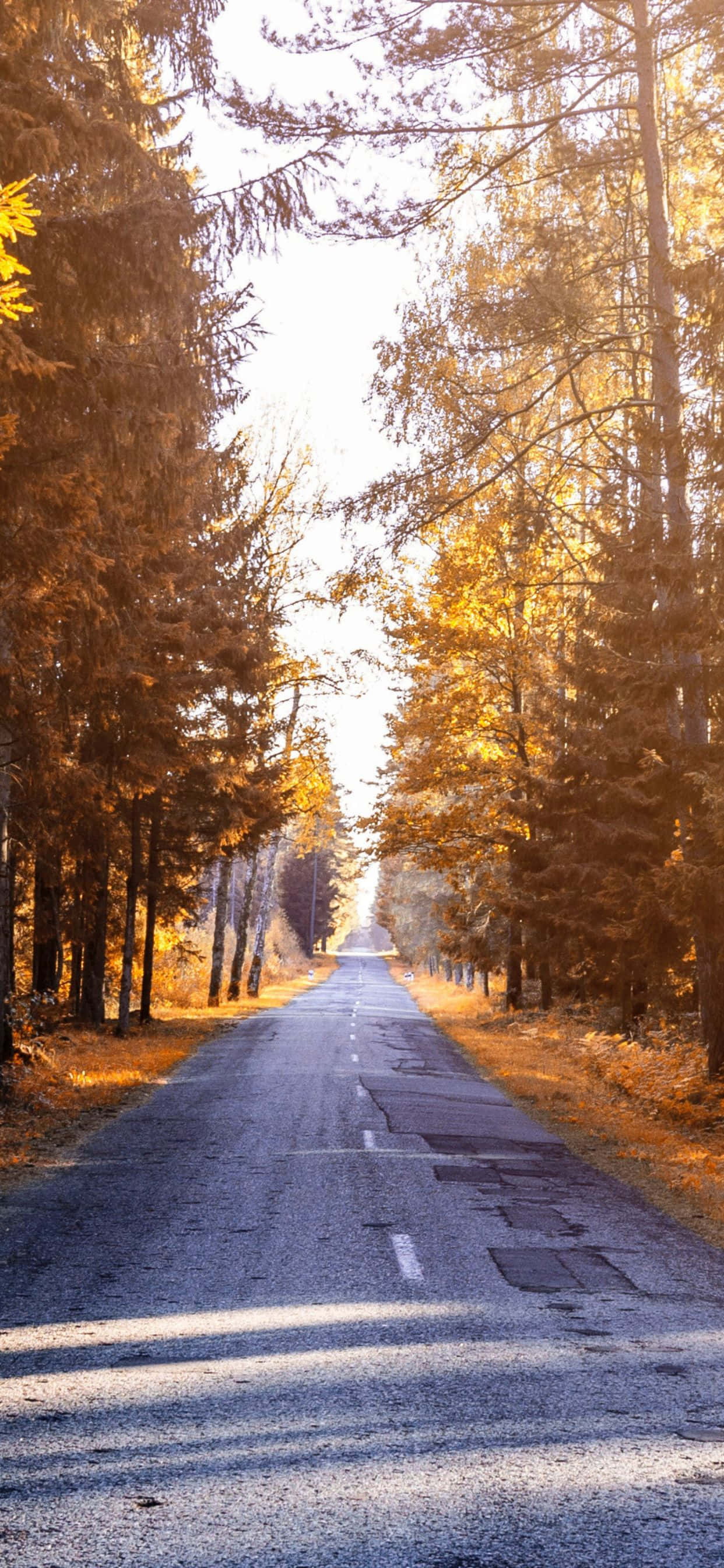Disfruta la belleza colorida del otoño con el iPhone Xs Max Fondos de pantalla