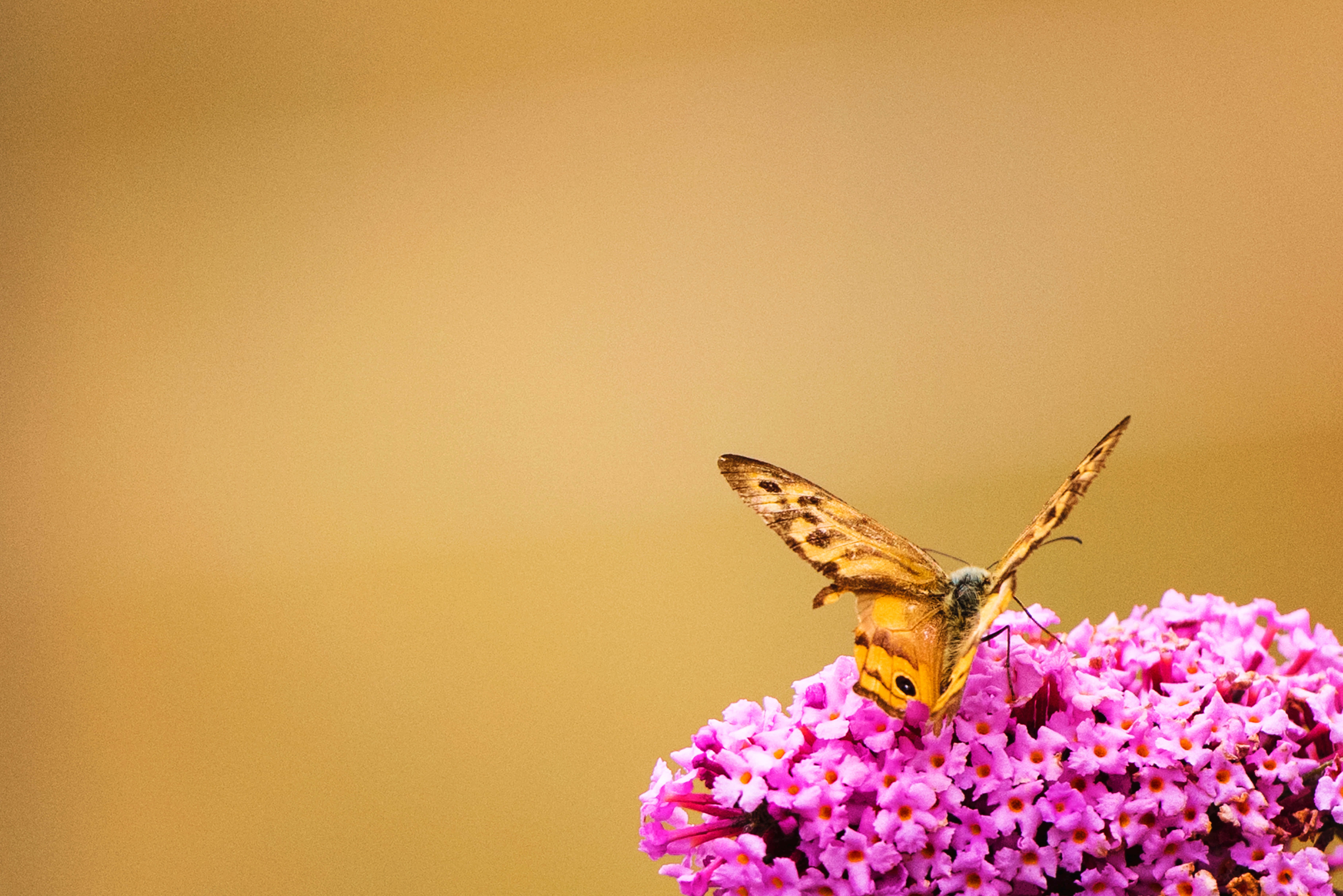 ¡Disfruta la belleza de la estética de mariposas! Fondos de pantalla