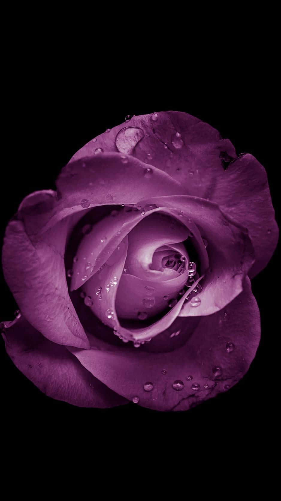 Disfruta la belleza de la naturaleza con el Flower iPhone. Fondos de pantalla
