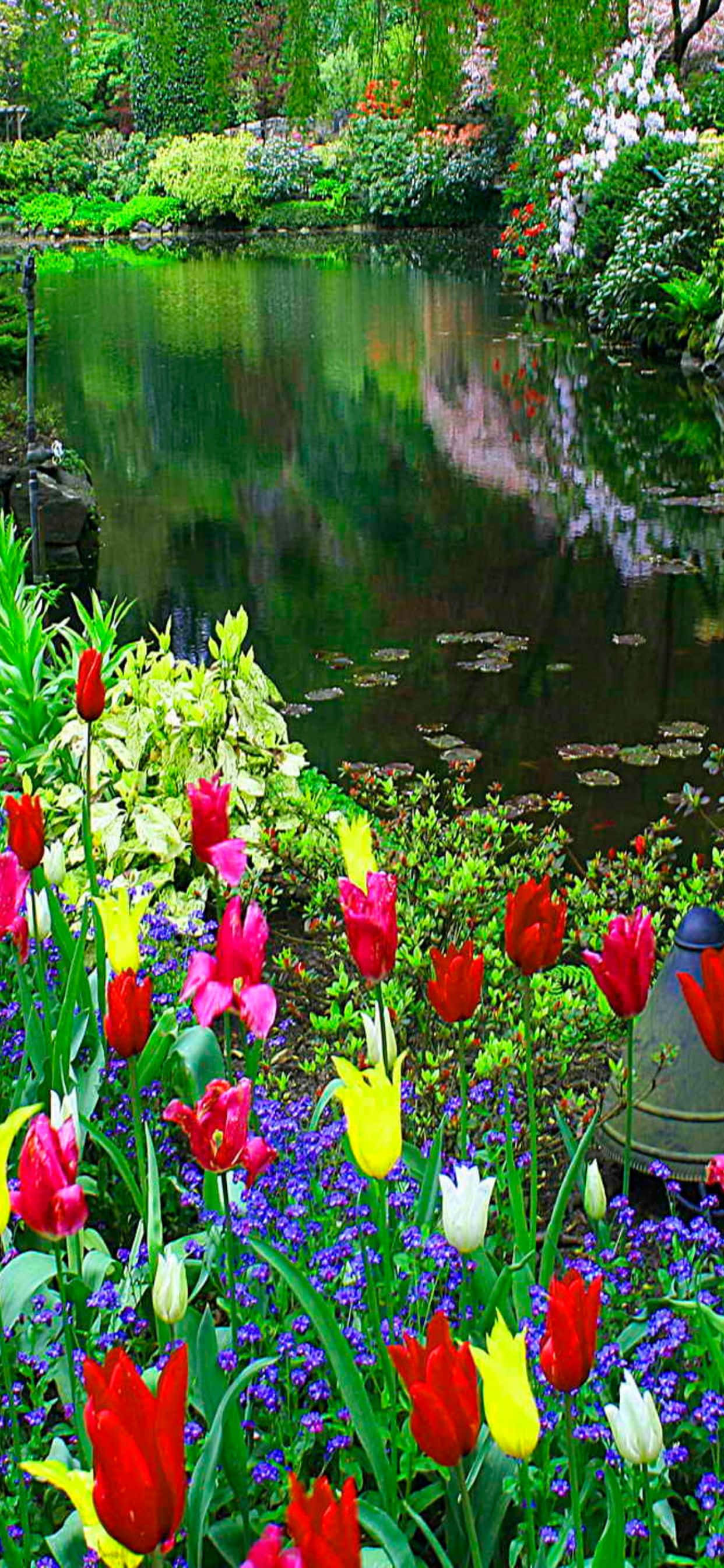 Disfruta la belleza de la naturaleza con el fondo primaveral del Pixel 3 Fondos de pantalla