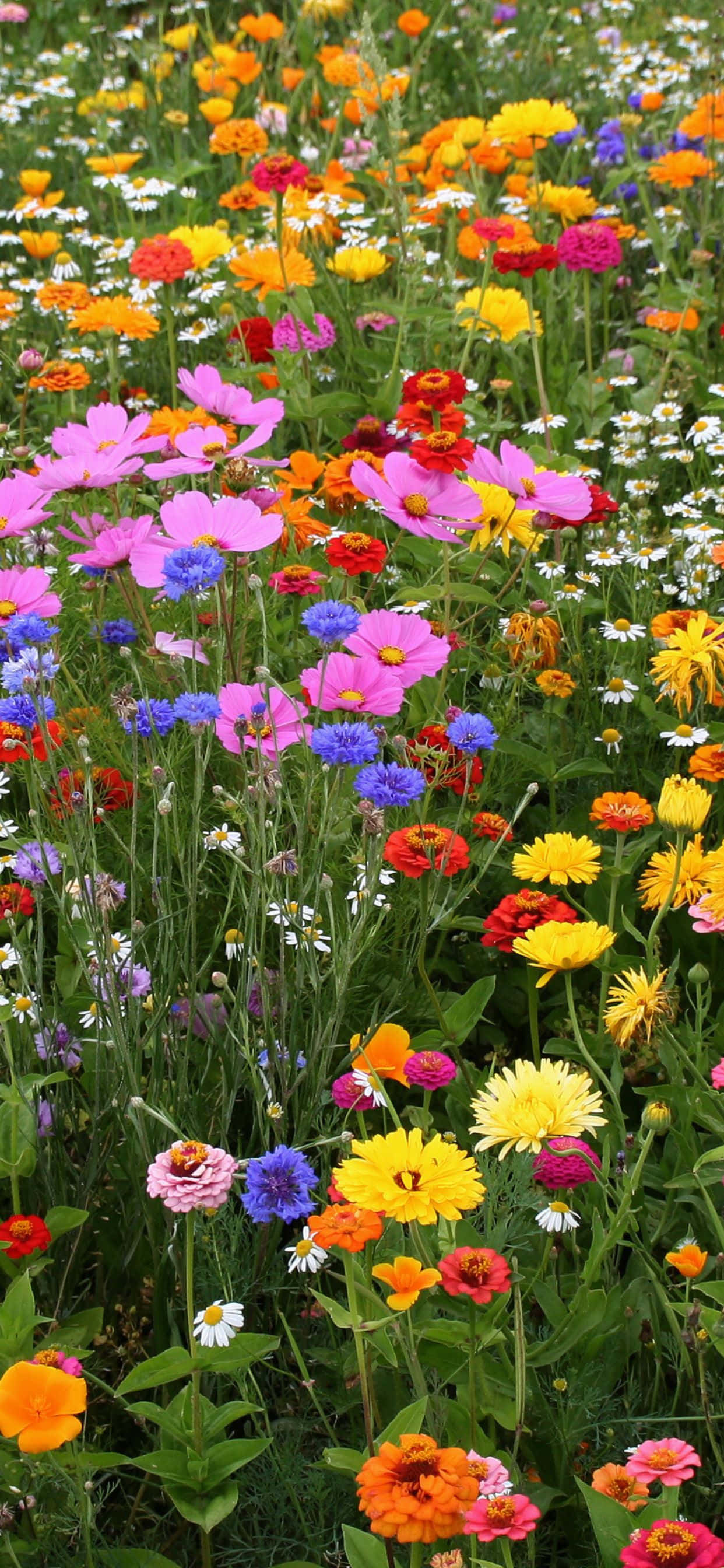 Disfruta la belleza de la primavera con Pixel 3 Fondos de pantalla