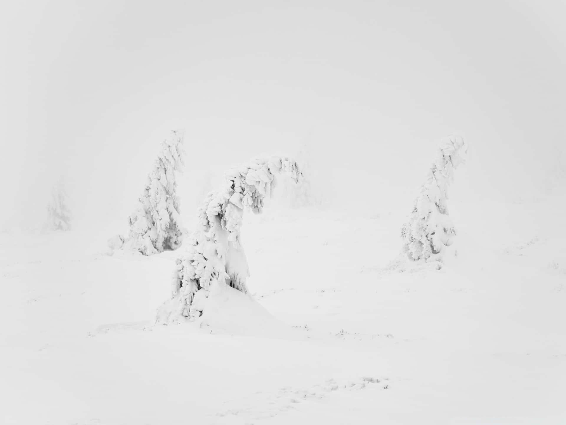 Disfruta la belleza de las colinas cubiertas de nieve. Fondos de pantalla