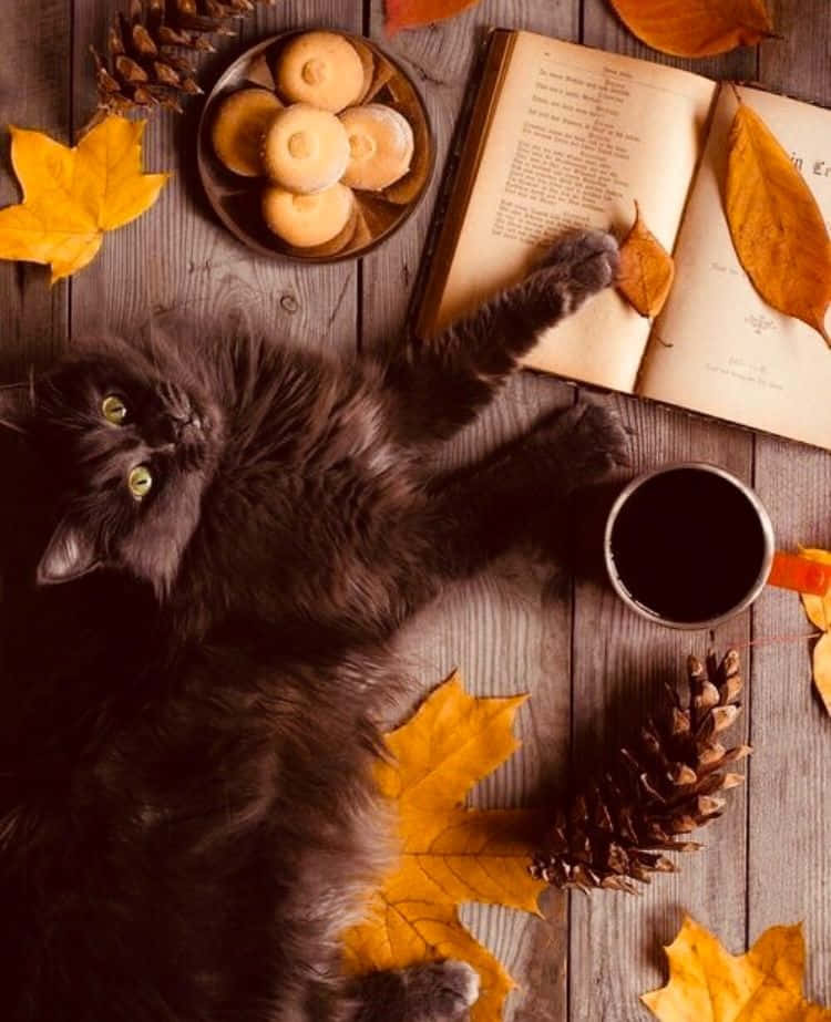 ¡Disfruta la belleza del otoño! Fondos de pantalla
