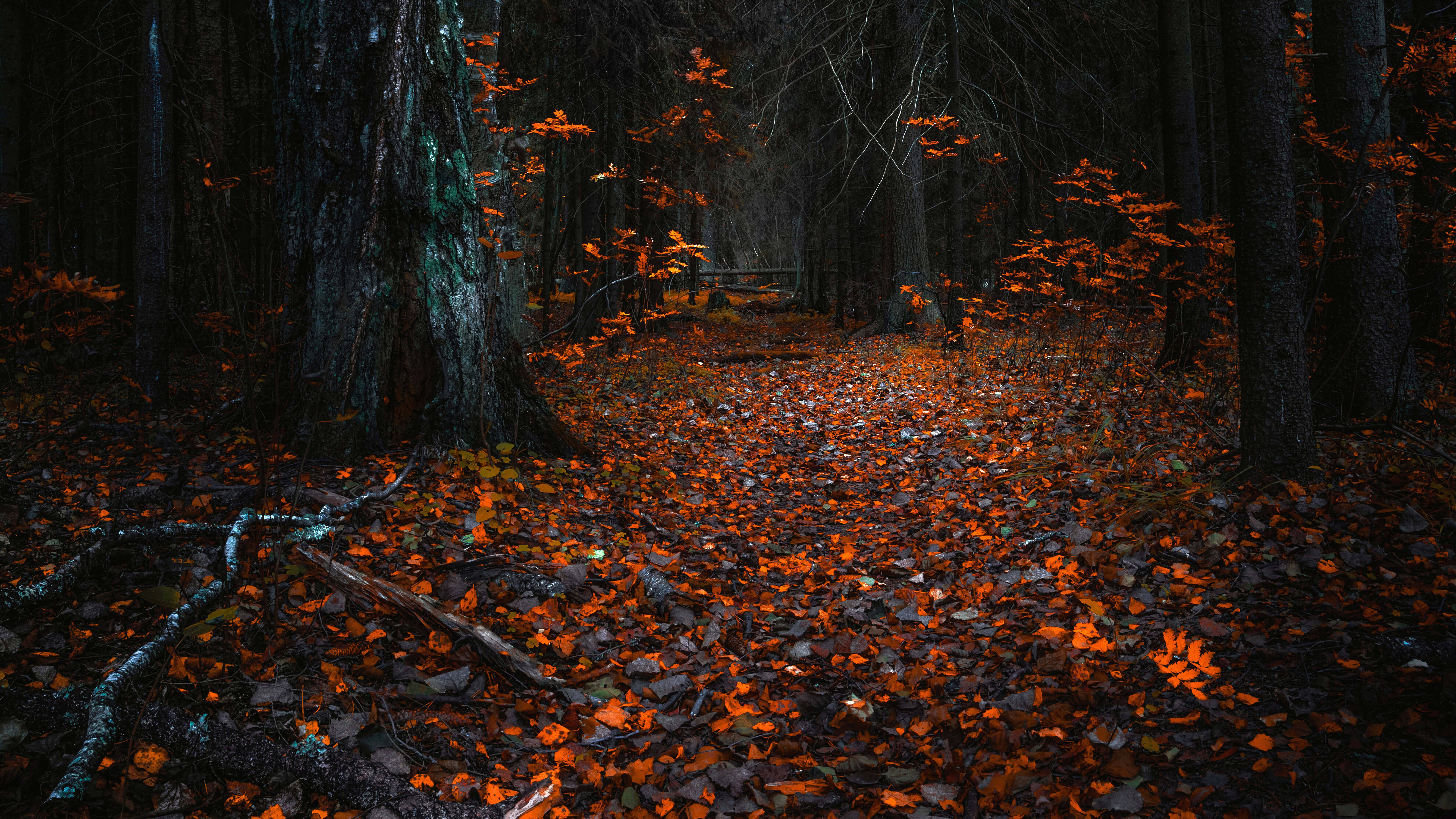 Disfruta la belleza del otoño con colores vivos Fondos de pantalla