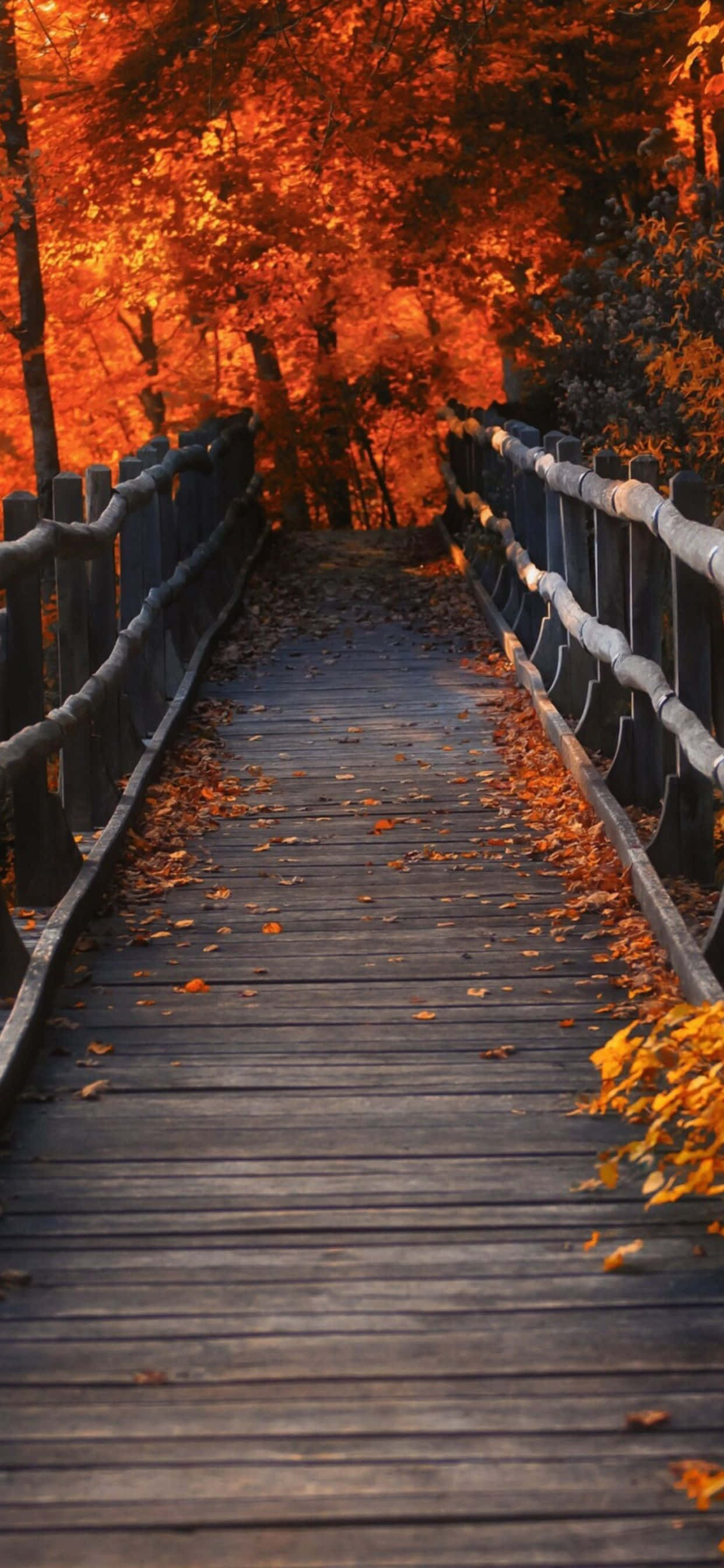 Disfruta la belleza del otoño con el nuevo iPhone Xs Max. Fondos de pantalla