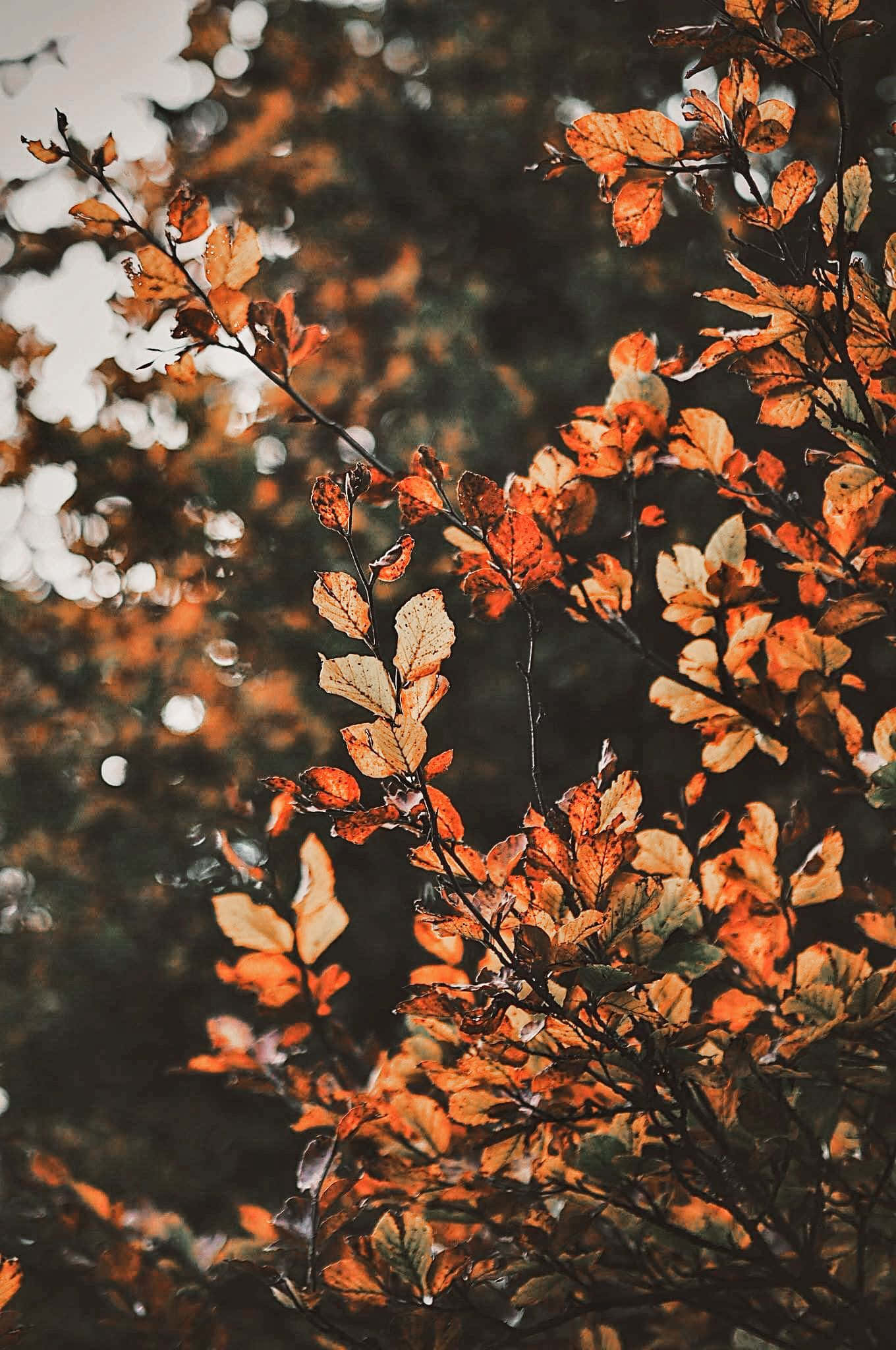 Disfruta la belleza del otoño con las coloridas hojas de Aesthetic Fall. Fondos de pantalla