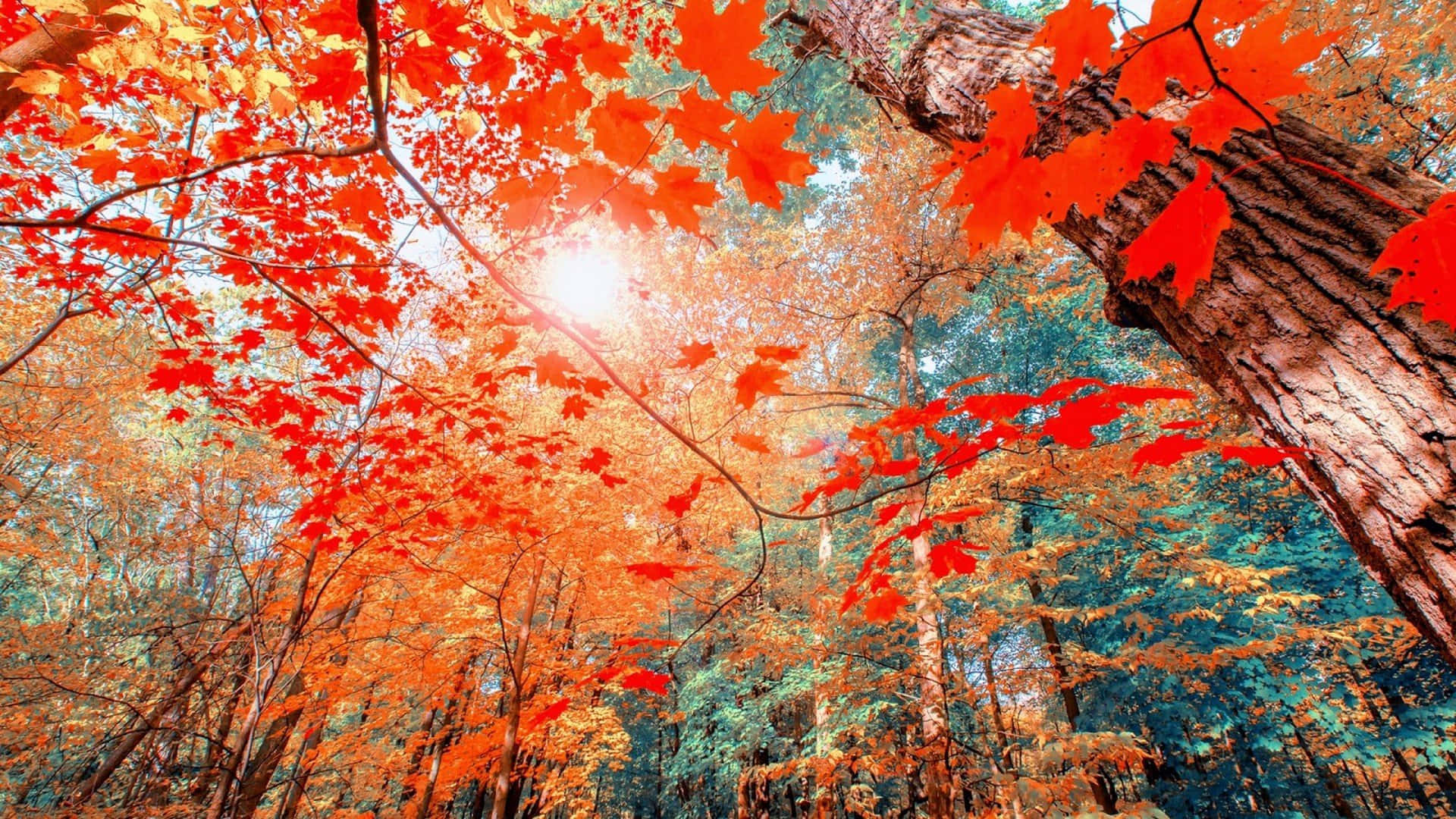 Disfruta la belleza del otoño con sus tonos vívidos. Fondos de pantalla