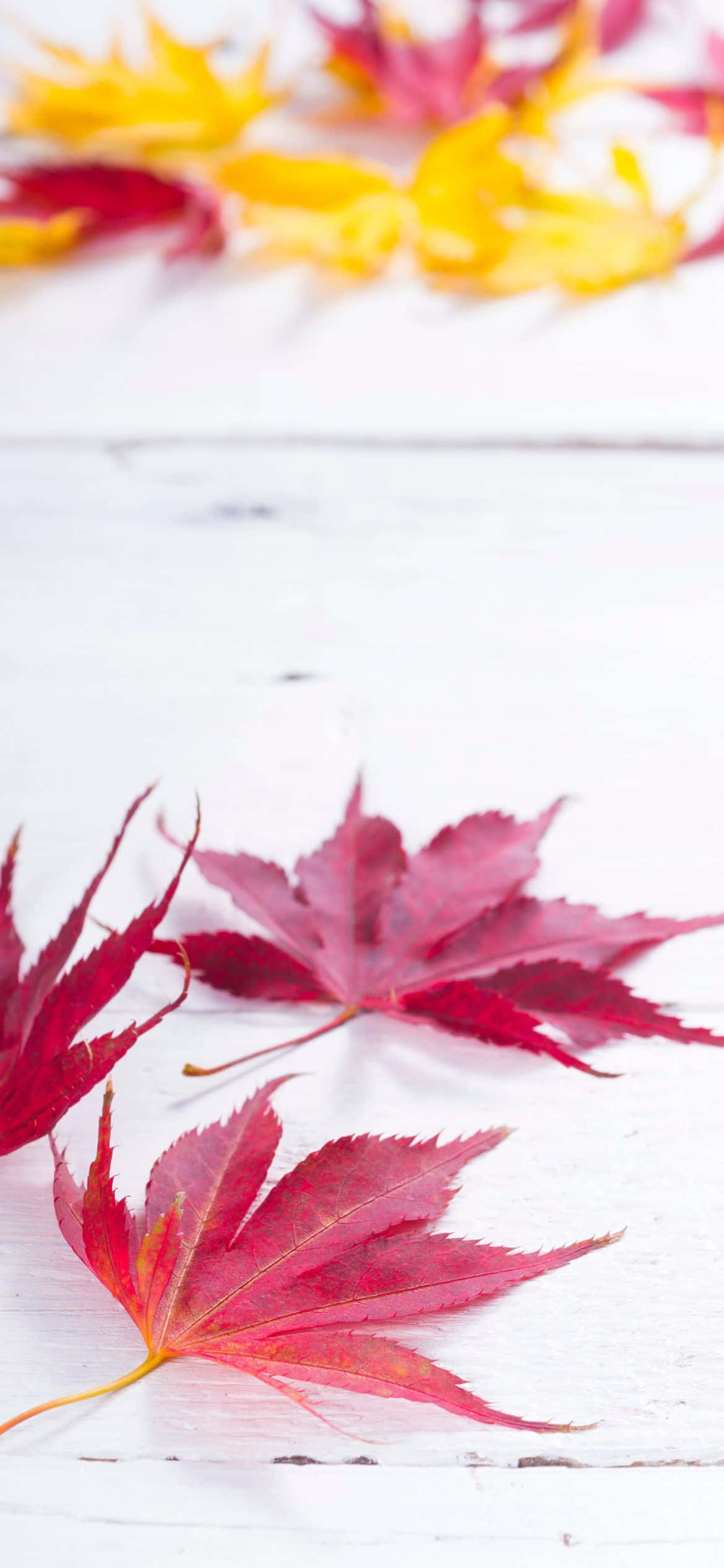 Disfruta la belleza del otoño Fondos de pantalla