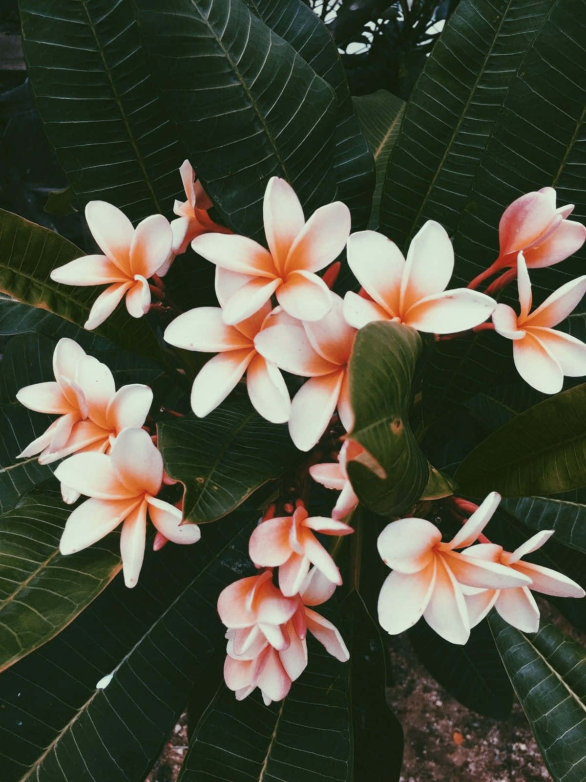 Disfruta la belleza natural de esta flor estética Fondos de pantalla