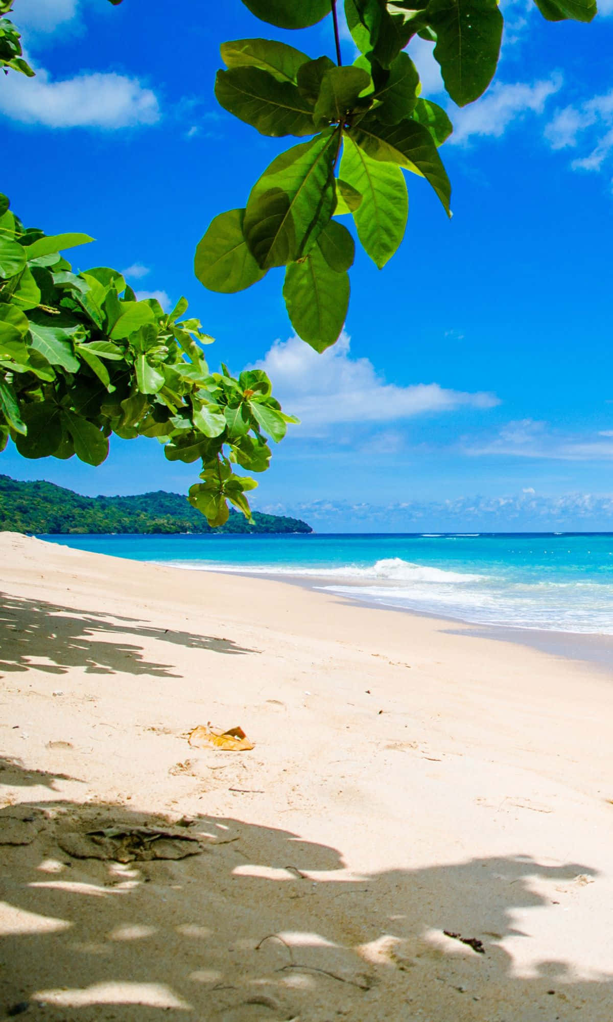 Disfruta la Floración Colorida del Verano Fondos de pantalla