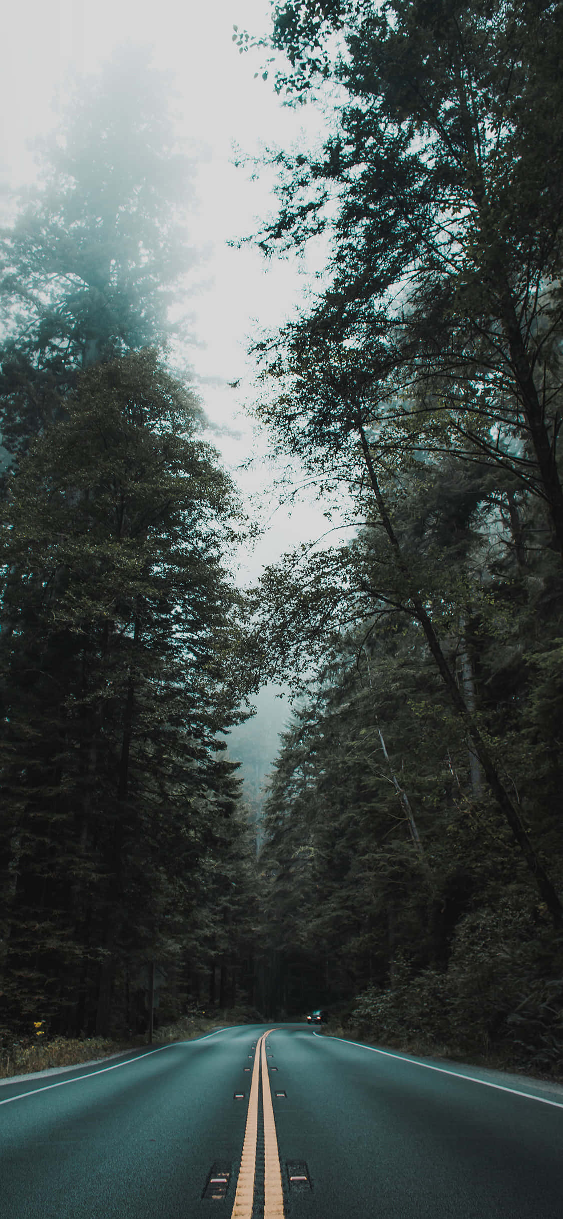 Disfruta la naturaleza en la pantalla de tu teléfono Fondos de pantalla