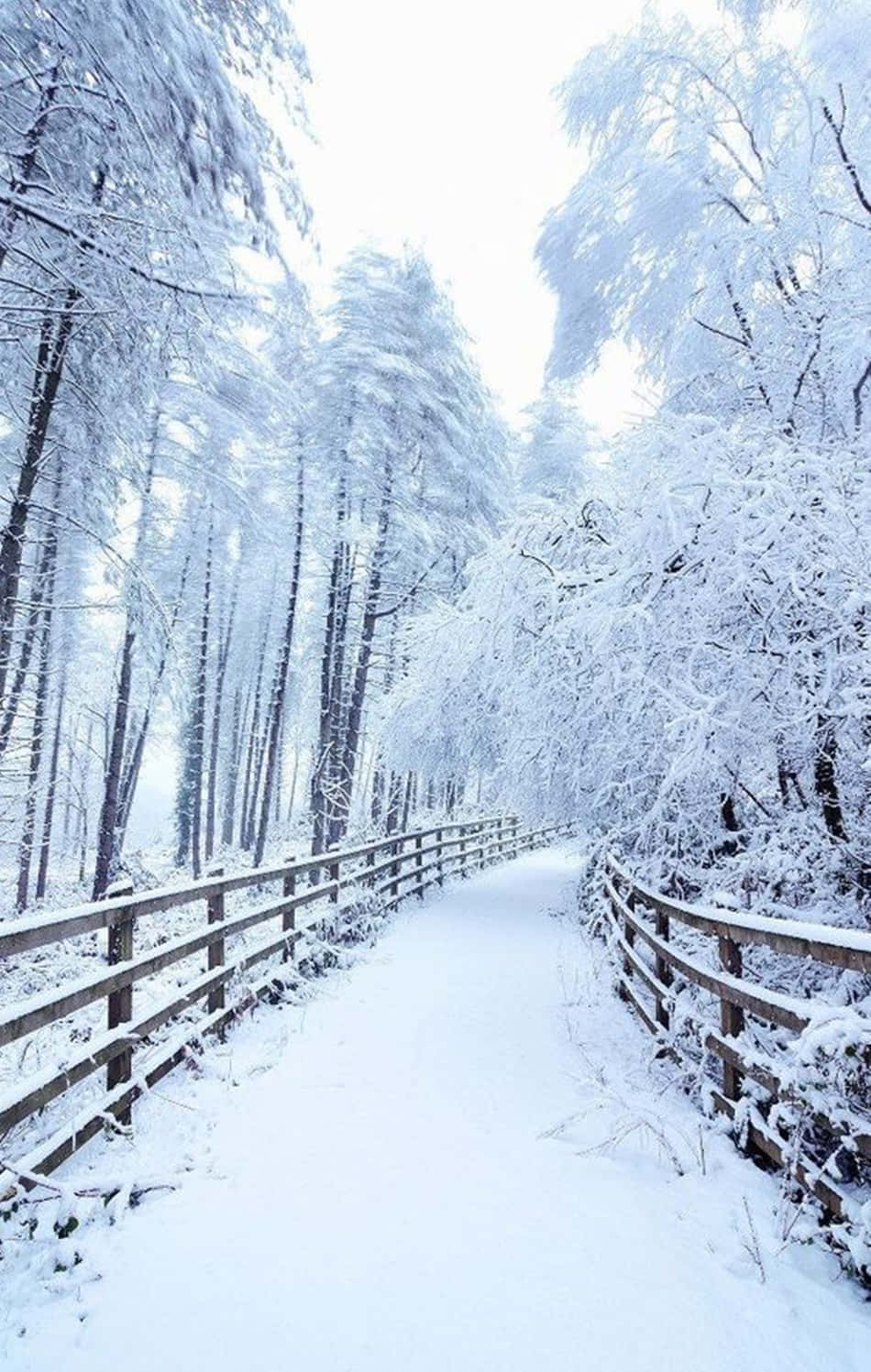 Disfruta la nieve crujiente mientras acampas con tu Snow iPhone Fondos de pantalla