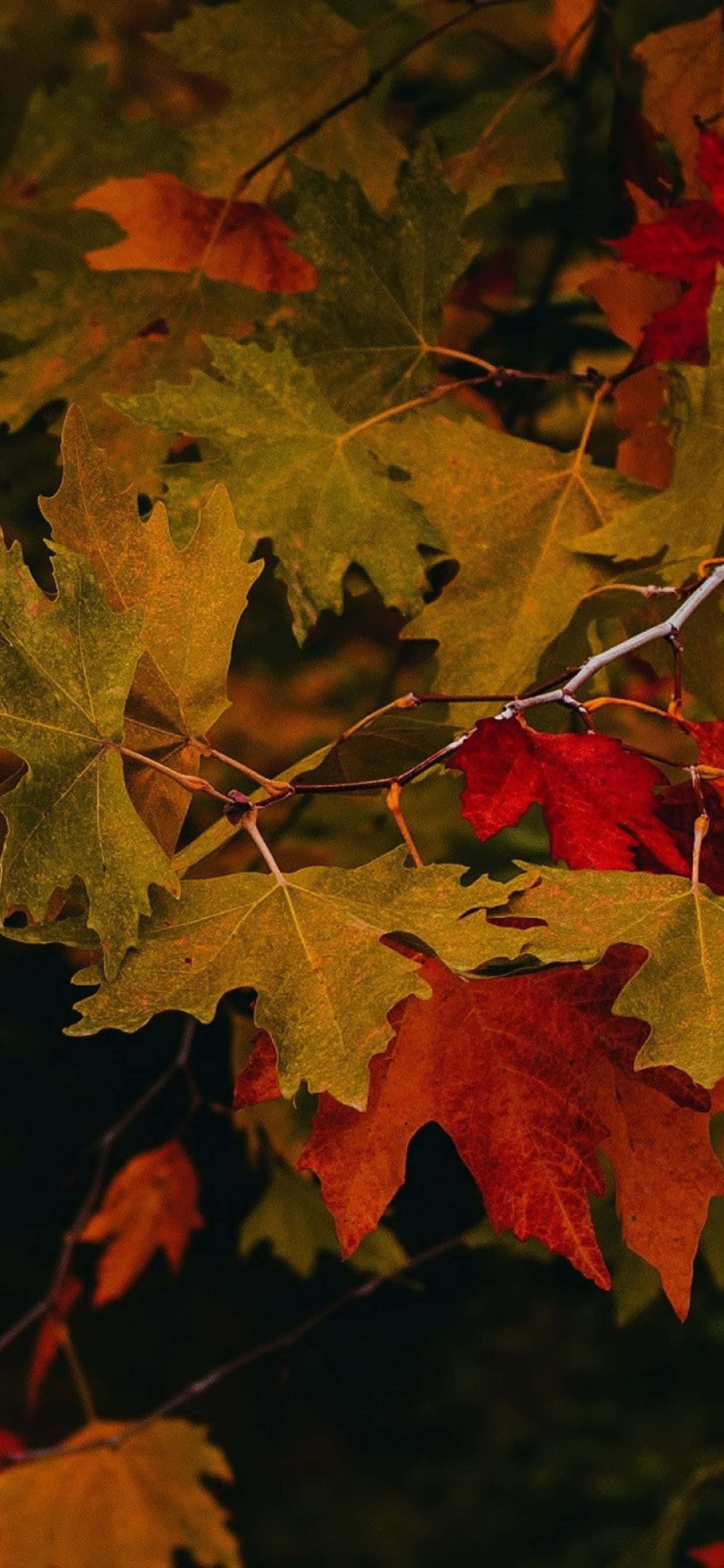 Disfruta la temporada de otoño con el iPhone Xs Max Fondos de pantalla
