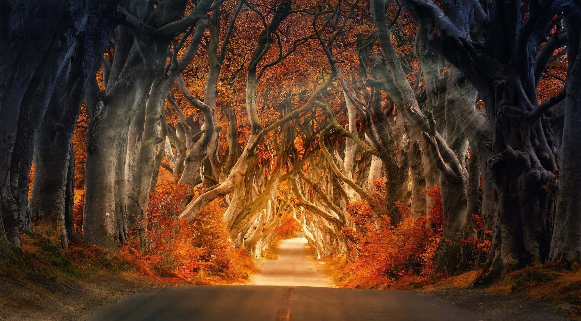 ¡Disfruta la temporada de otoño con hojas lindas y vibrantes! Fondos de pantalla