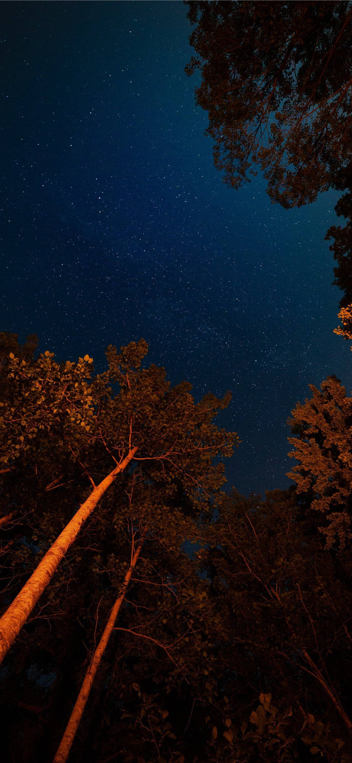 Disfruta la tranquila belleza de un cielo nocturno en el bosque con el iPhone 11 Fondos de pantalla