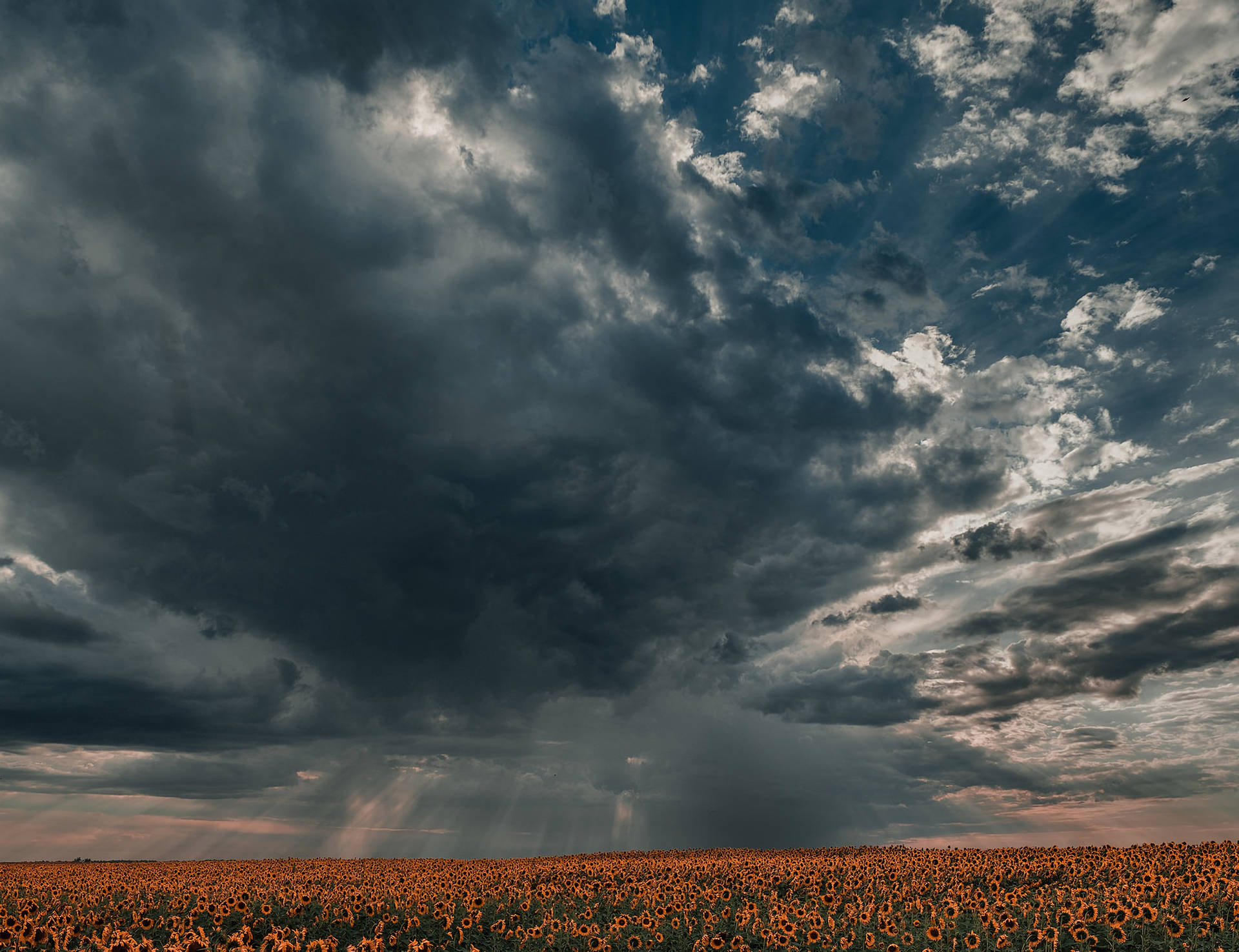 Toma amplia de un campo de girasoles mostrando cielos oscuros, mal tiempo a punto de llover.