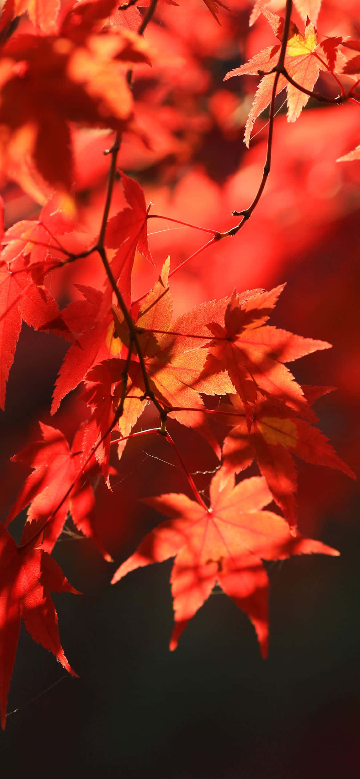 Disfruta la vista de hojas rojas y doradas en el mejor Otoño Fondos de pantalla