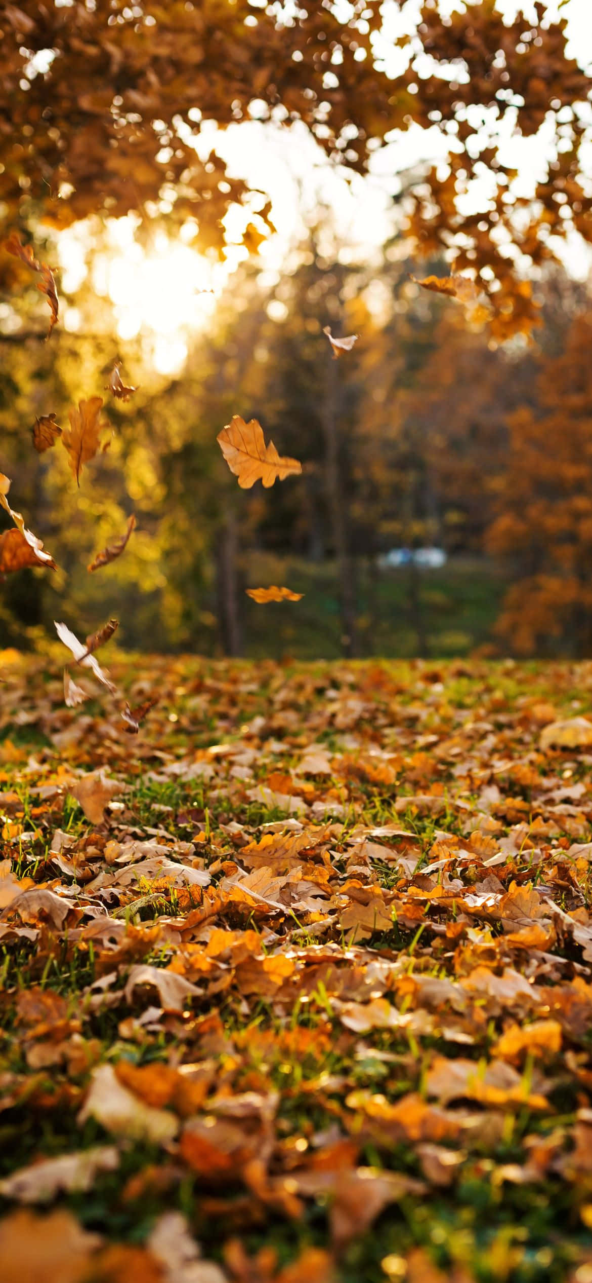 Disfruta lo mejor del otoño al aire libre Fondos de pantalla