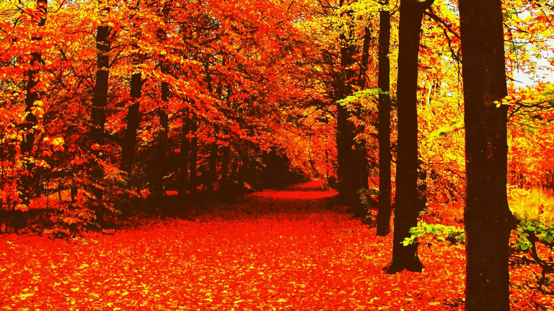 Disfruta los hermosos colores del otoño Fondos de pantalla