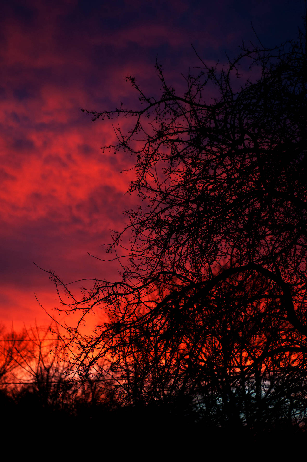 Atardecer rojo anaranjado detrás de las delgadas ramas negras de un árbol.