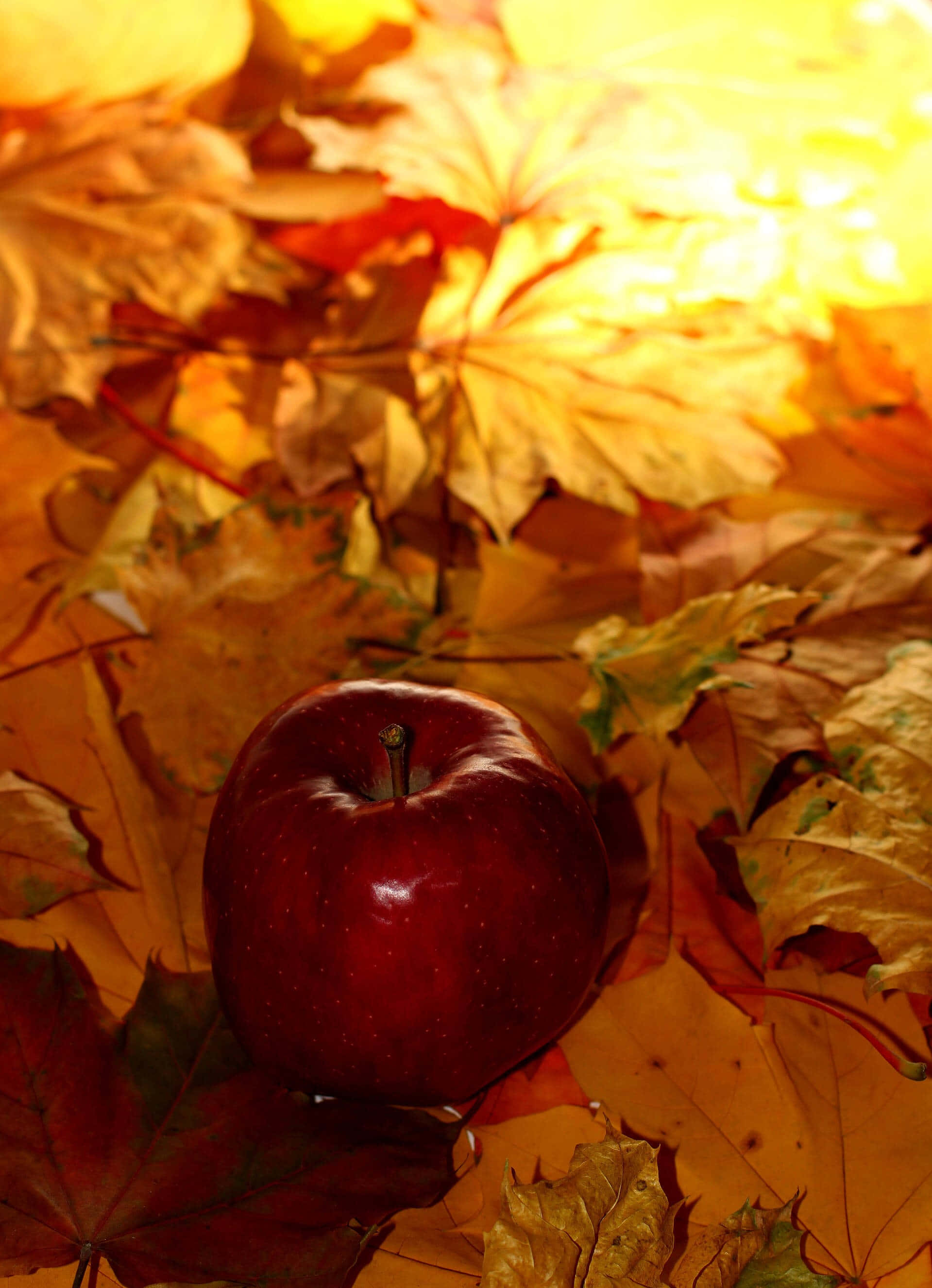 Disfruta los momentos de Otoño con tu iPhone Fondos de pantalla