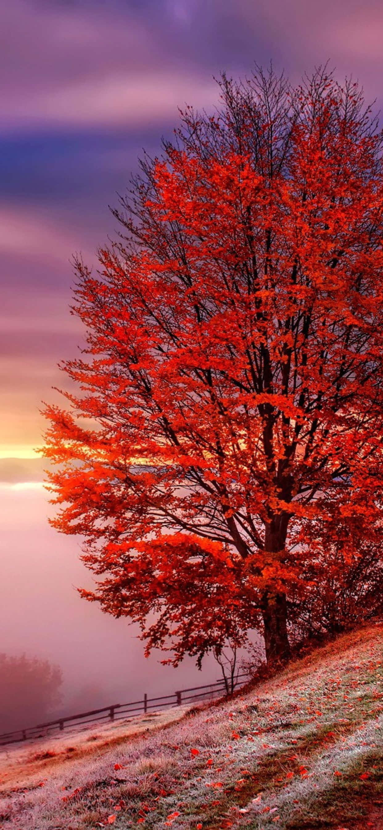 Disfruta los tonos cálidos del otoño en tu iPhone XS Max Fondos de pantalla