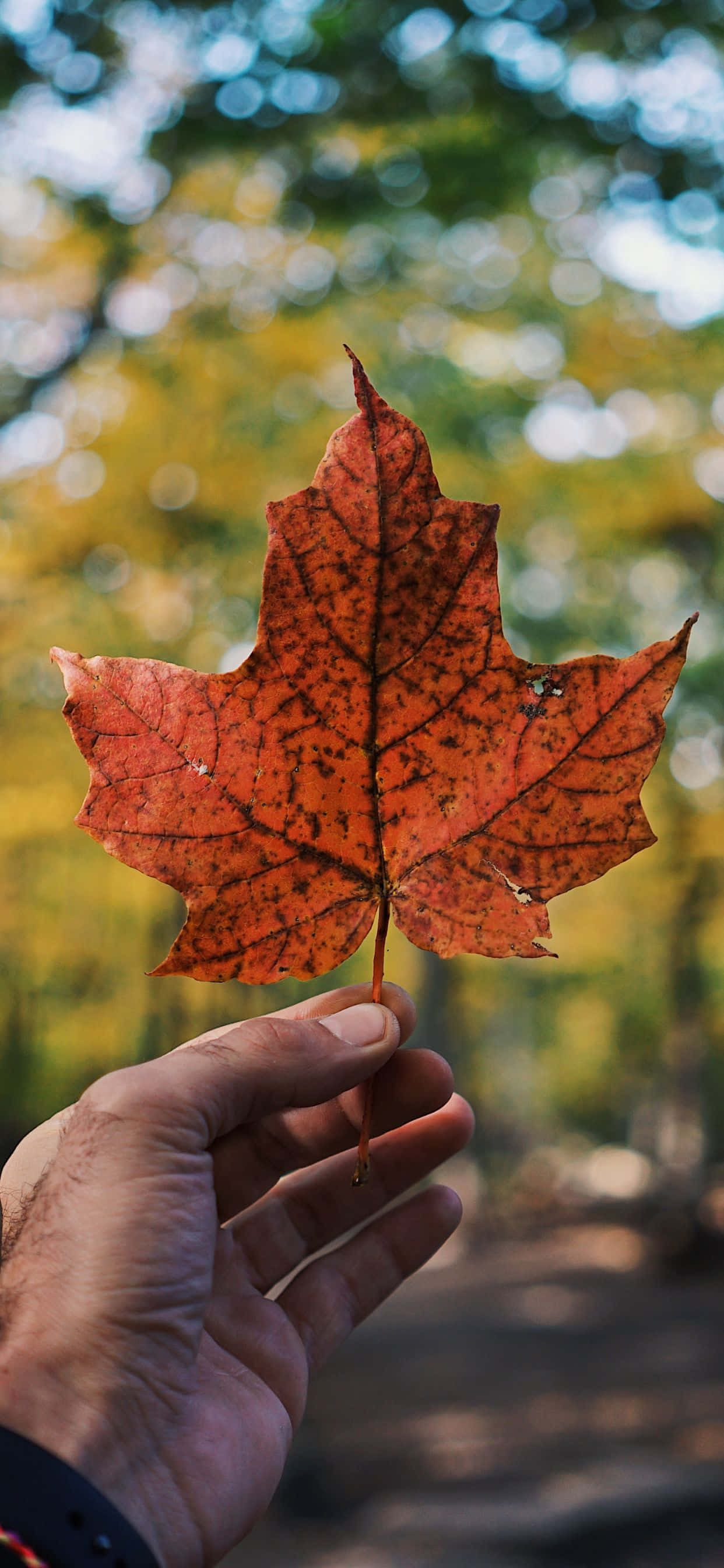 Disfruta los tonos vibrantes del otoño con el iPhone Xs Max Fondos de pantalla