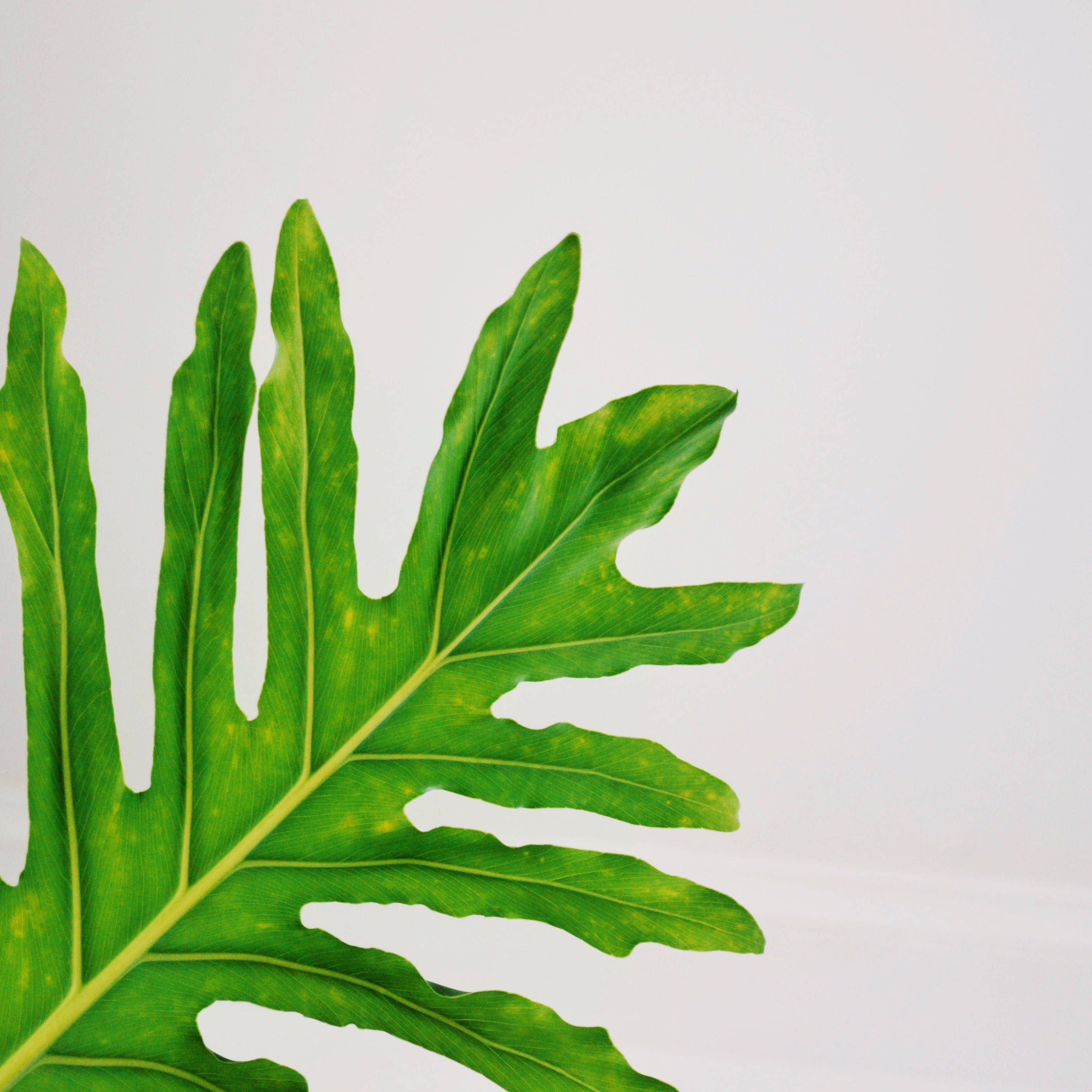Disfruta salud y vitalidad con Leaf Fondos de pantalla