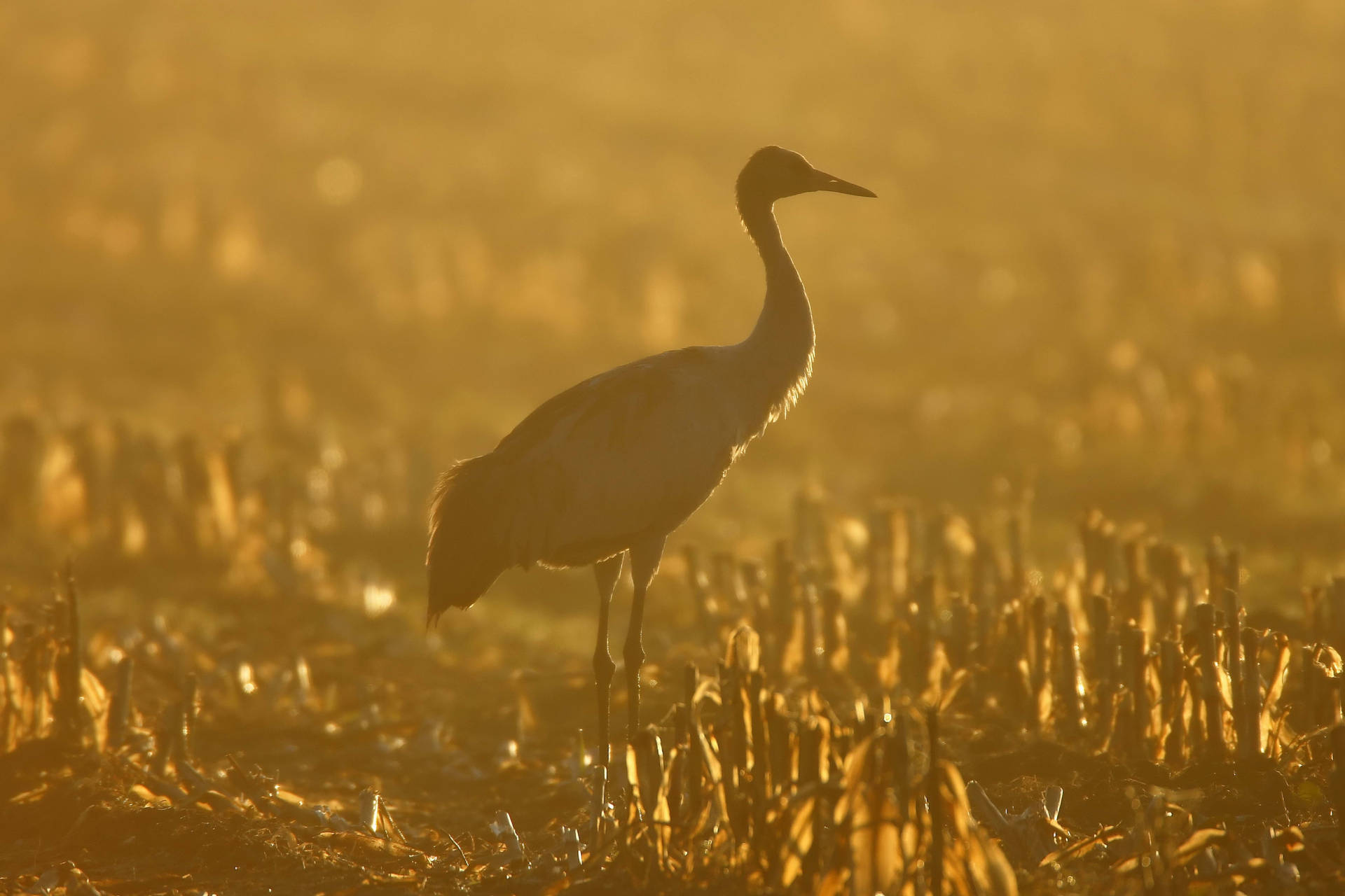 Grúa de pie en un campo durante el atardecer.