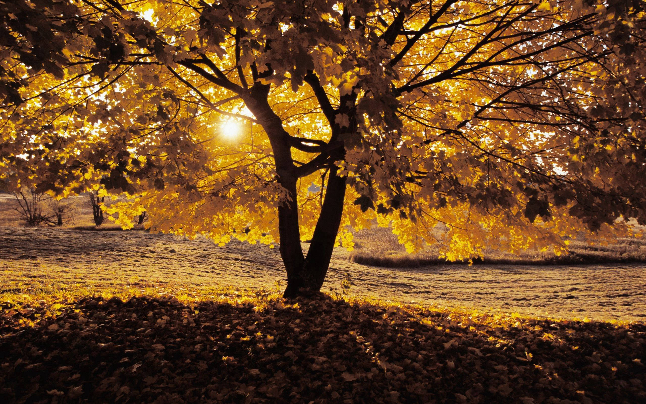 Disfrutando el calor del otoño junto al árbol dorado Fondos de pantalla