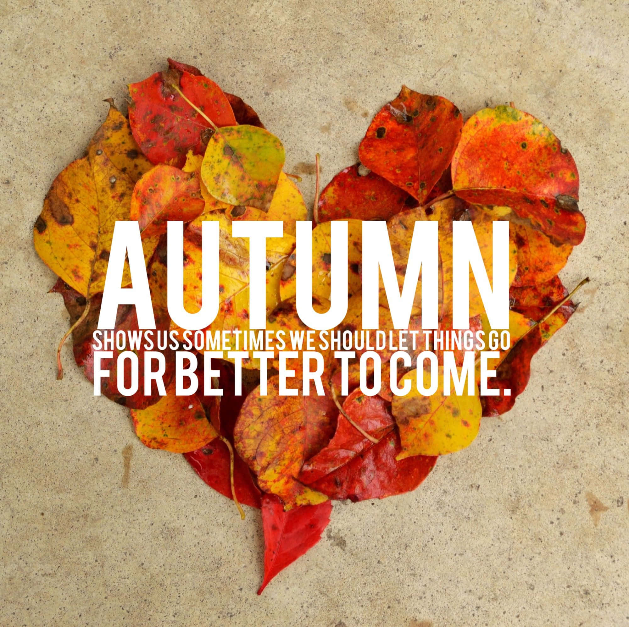 Disfrutando la belleza del otoño Fondos de pantalla