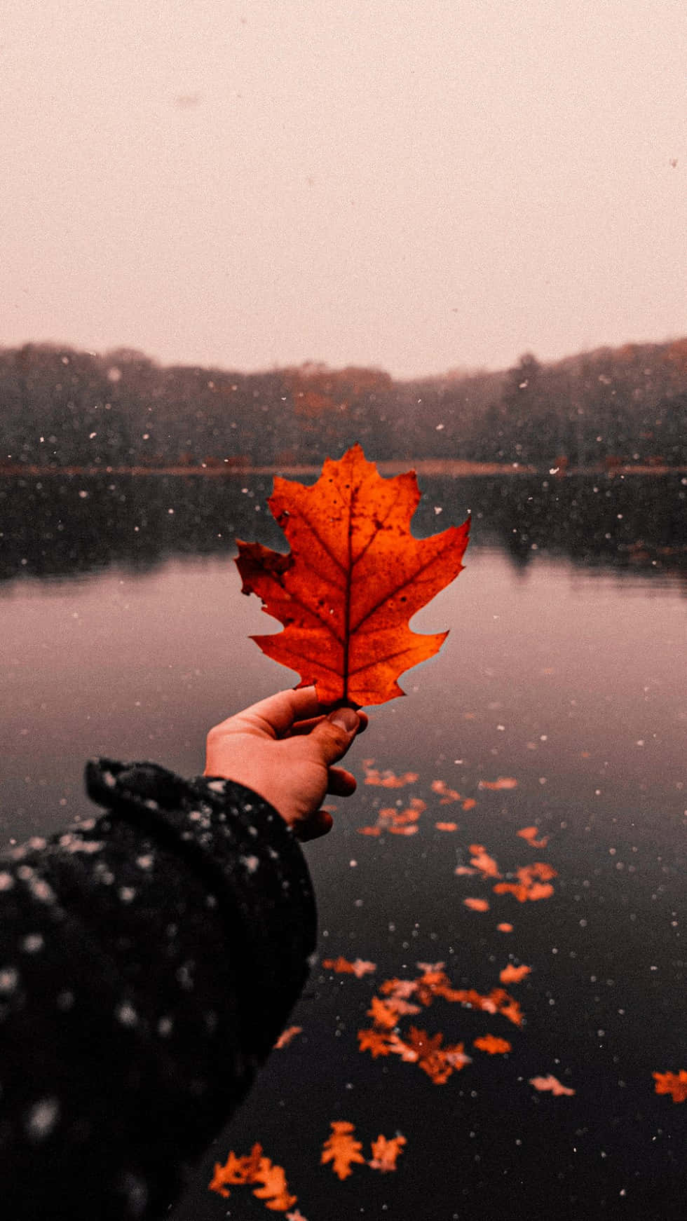 Disfrutando la belleza del otoño Fondos de pantalla