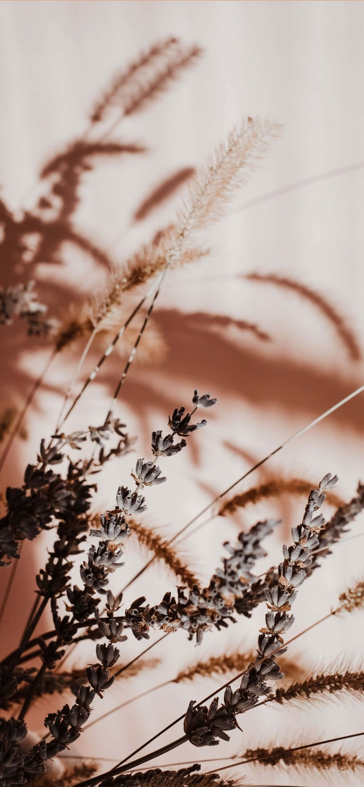 Disfrutando la simple belleza del beige Fondos de pantalla