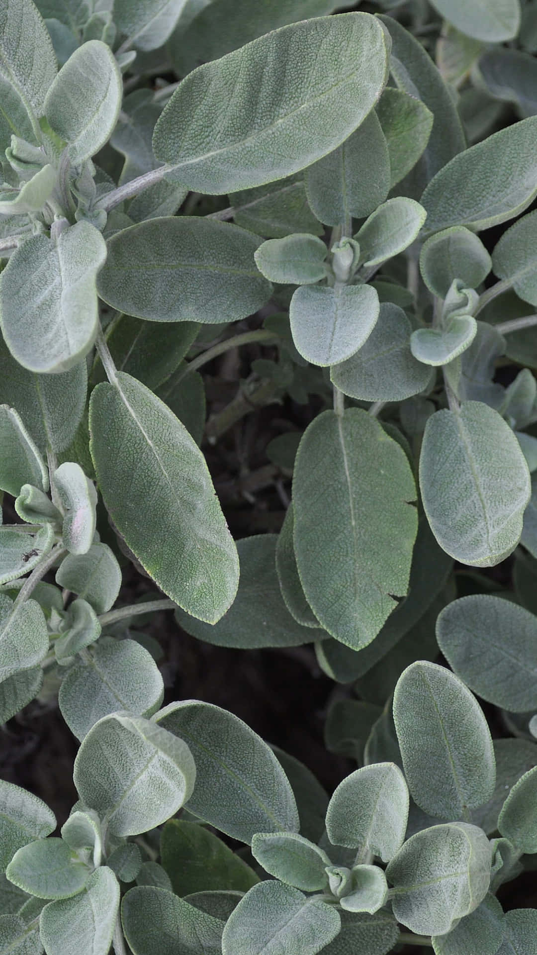 Disfrutando la tranquilidad del verde salvia Fondos de pantalla