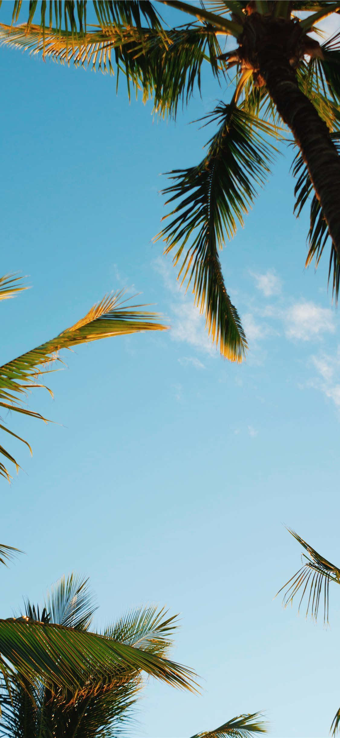 Disfrutando una Noche de Verano Bajo la Sombra de una Palmera Estética Fondos de pantalla