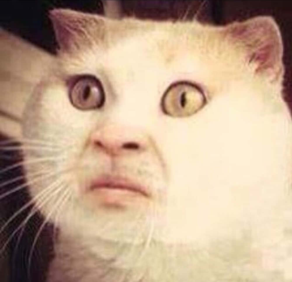 Distorsión de Cara de Gato Meme Caras Graciosas Fondos de pantalla
