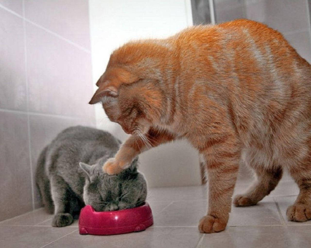 Divertido Dúo de Gatos Comiendo Fondos de pantalla