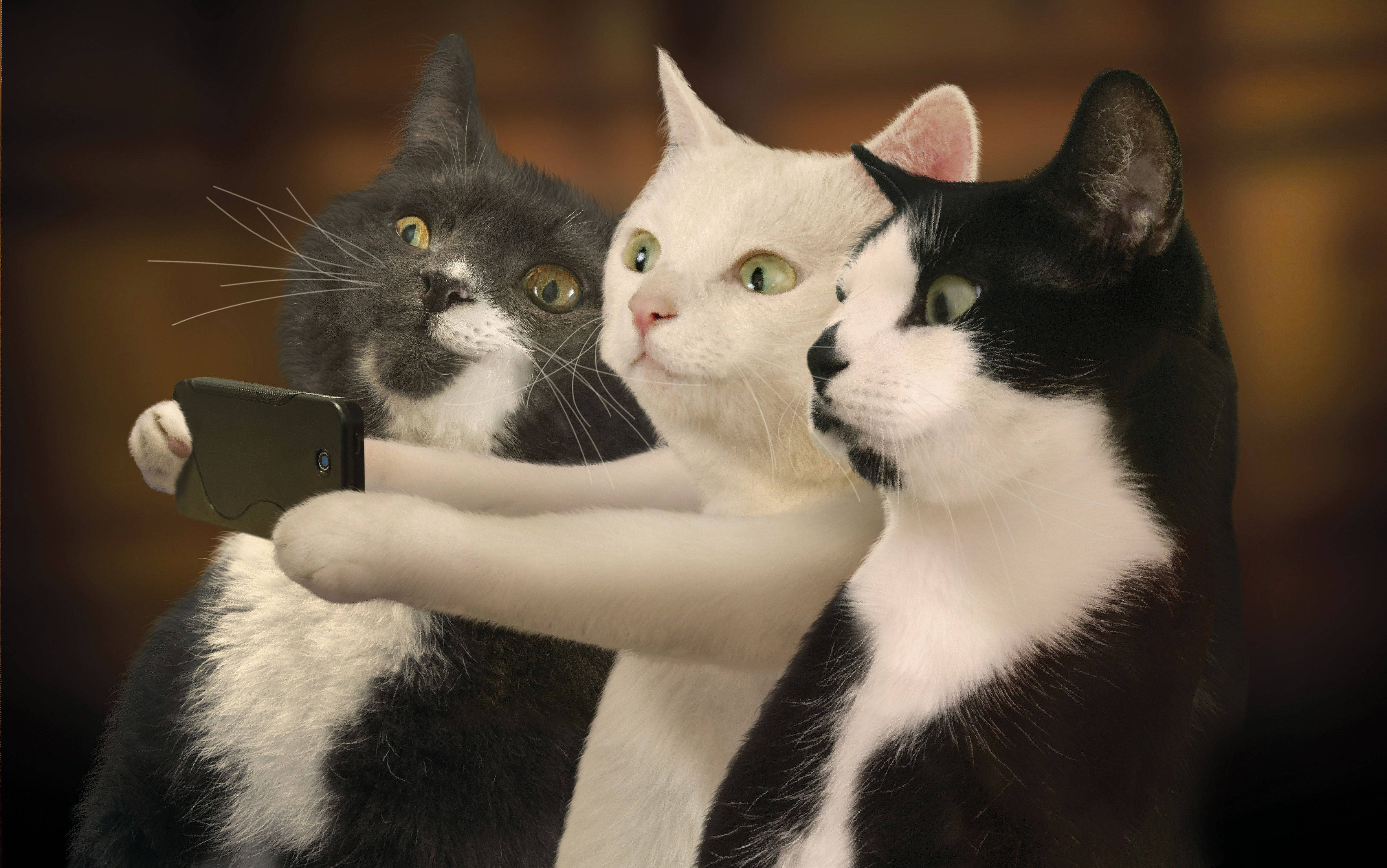 Divertidos Amigos Gatos Tomándose una Foto Fondos de pantalla