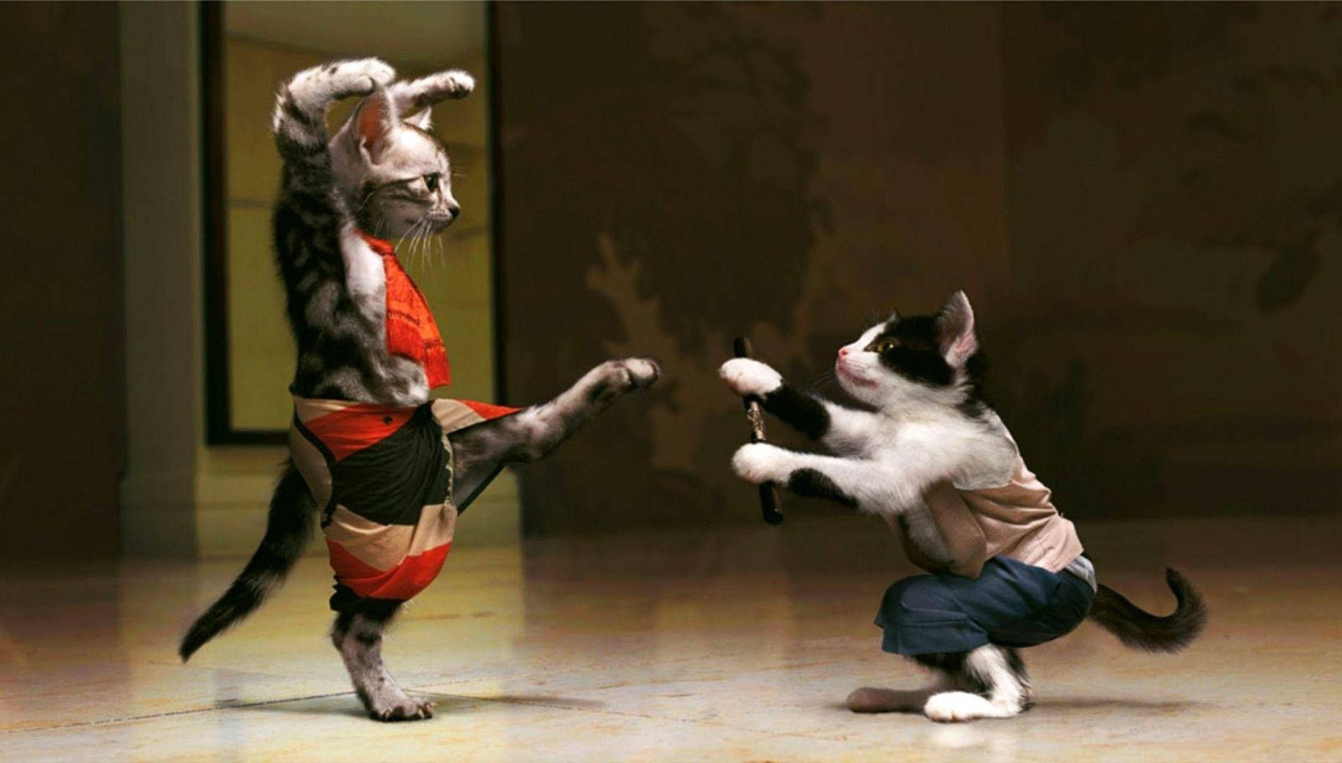Divertidos Gatos Luchadores Fondos de pantalla