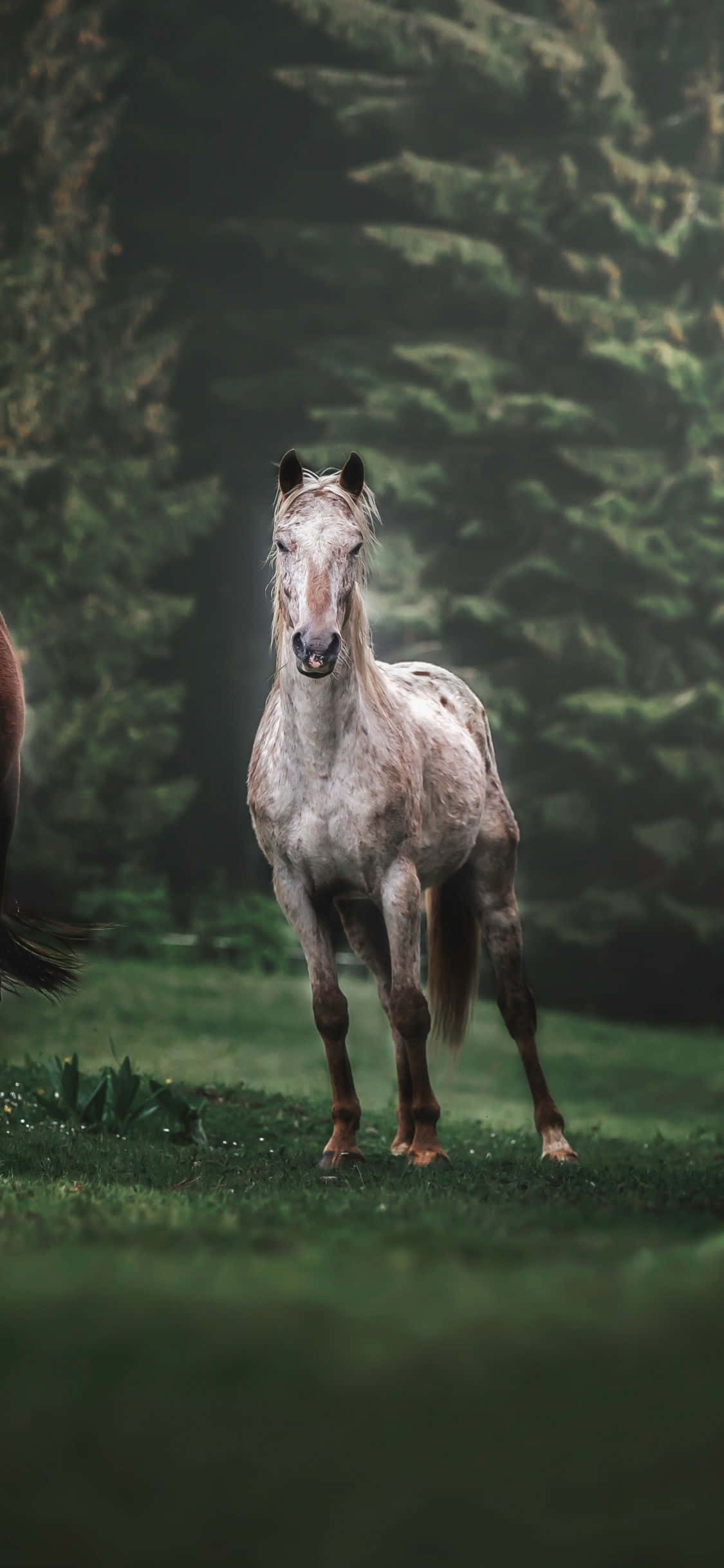 dos caballos de pie en un campo Fondos de pantalla