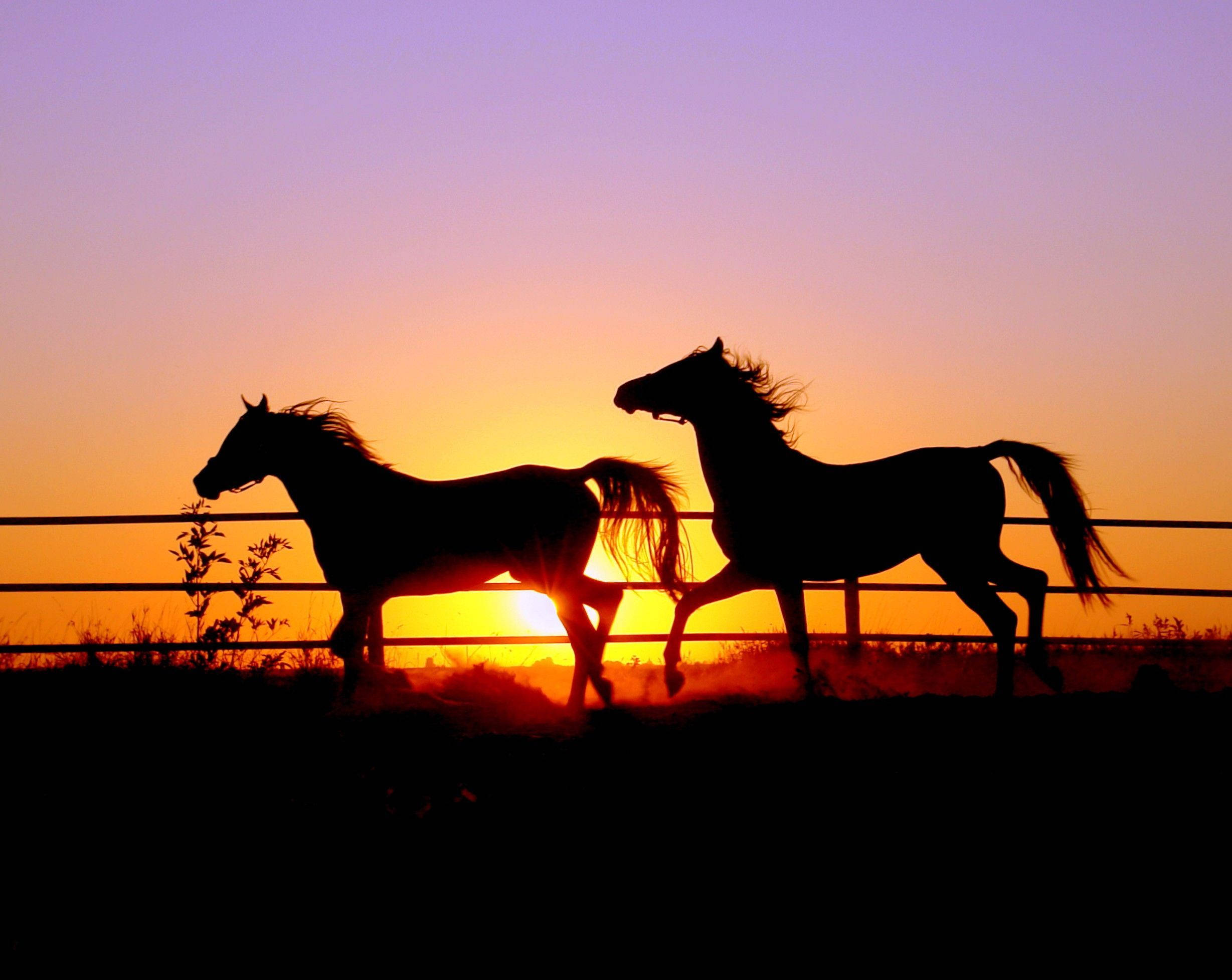 Dos Caballos Lindos al Atardecer Fondos de pantalla