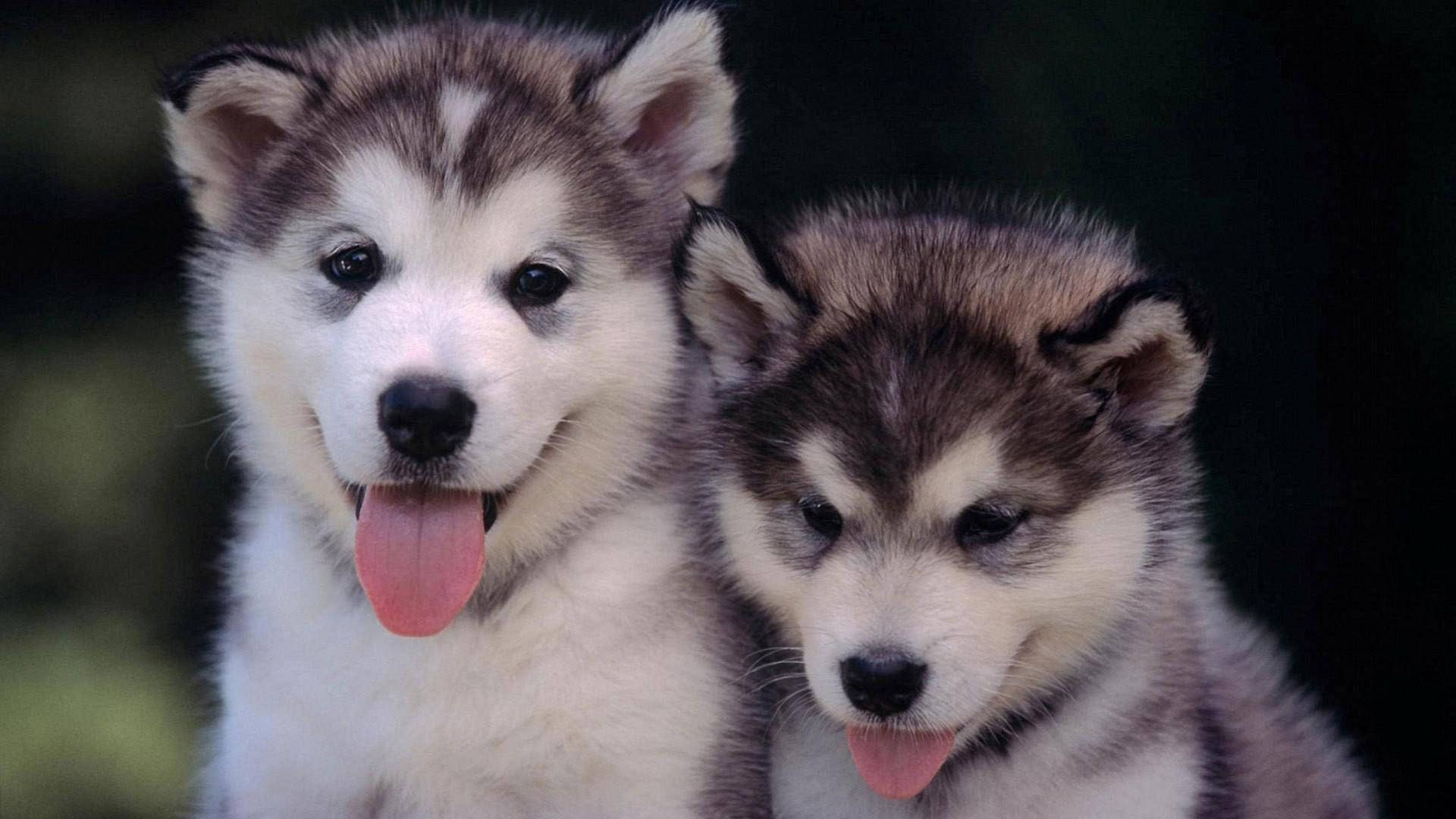 Dos Cachorros Husky con la Lengua Fuera Fondos de pantalla