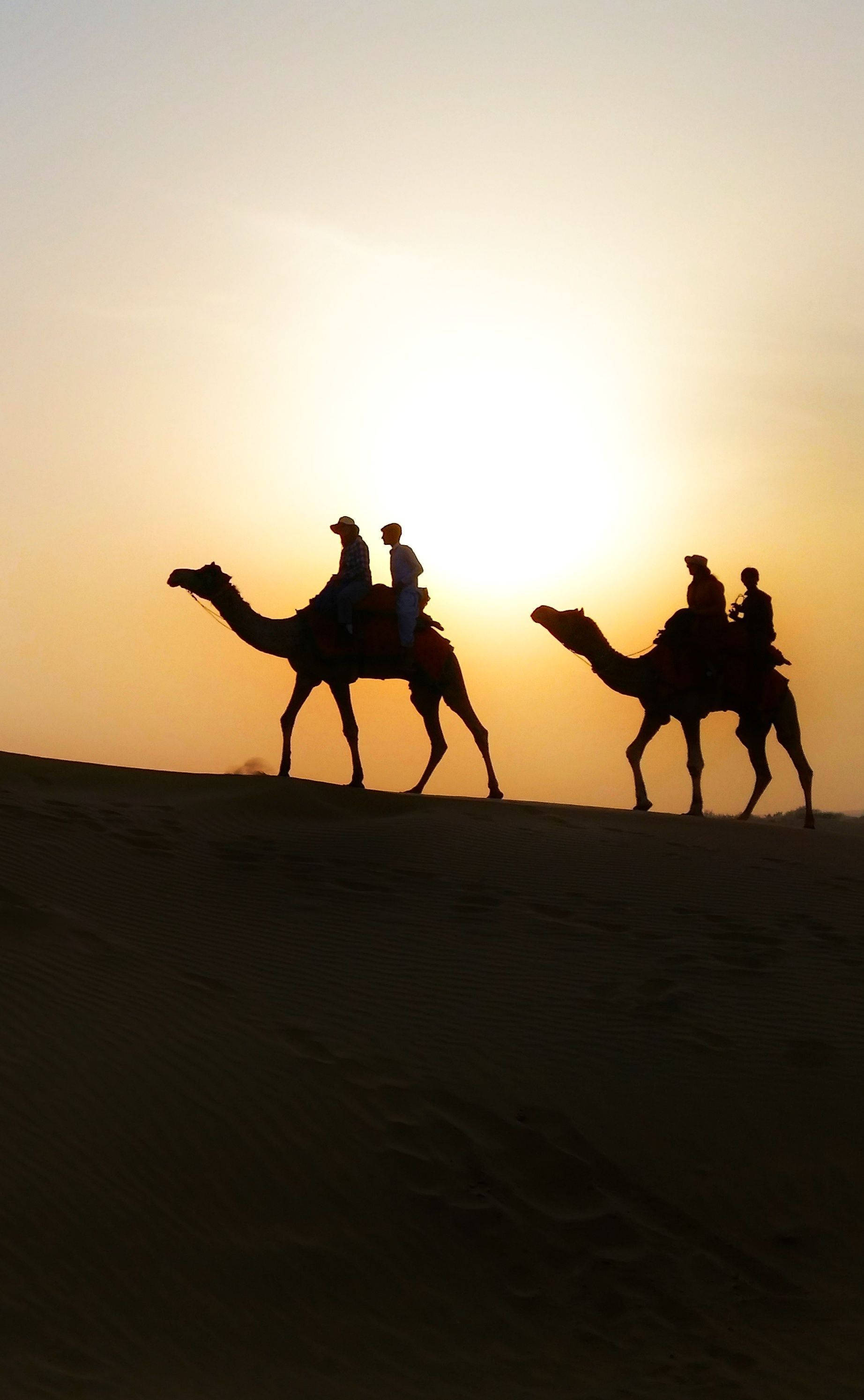 Dos Camellos Jorobados Fondos de pantalla