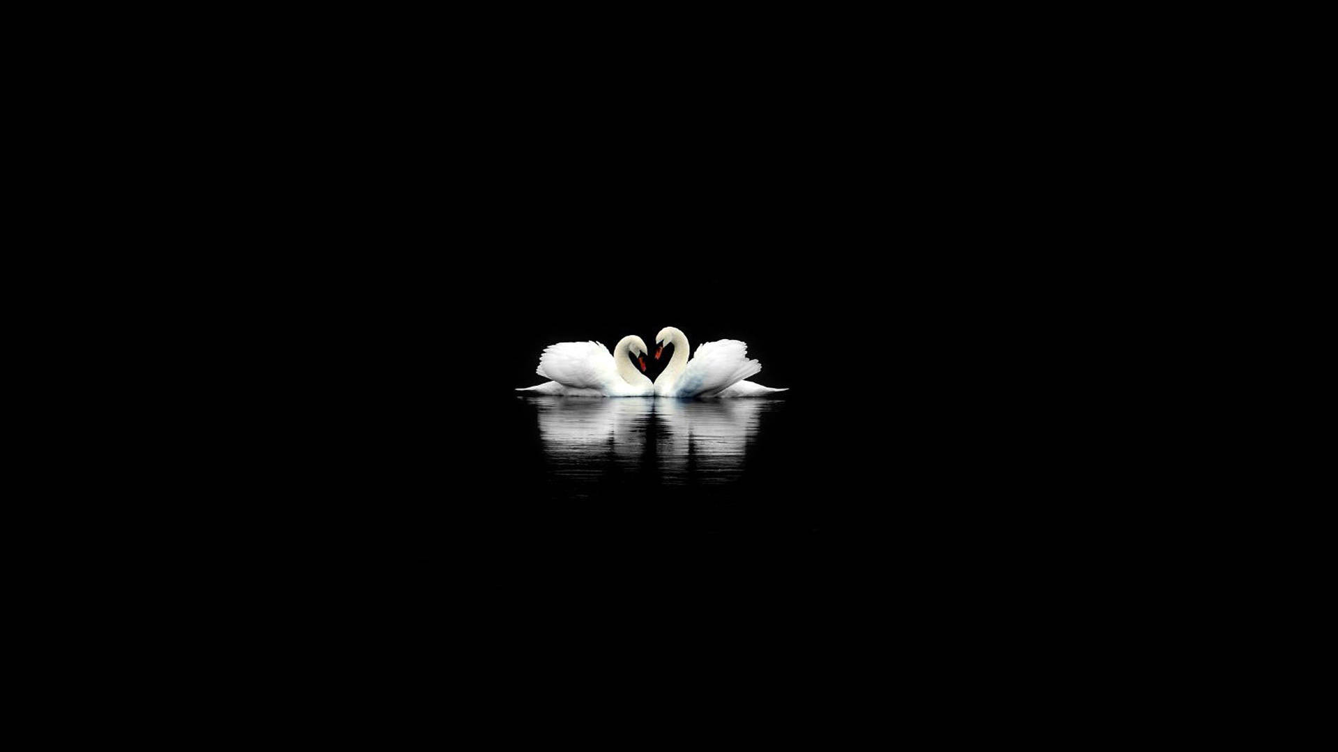 Dos Cisnes Negros Adorables Fondos de pantalla